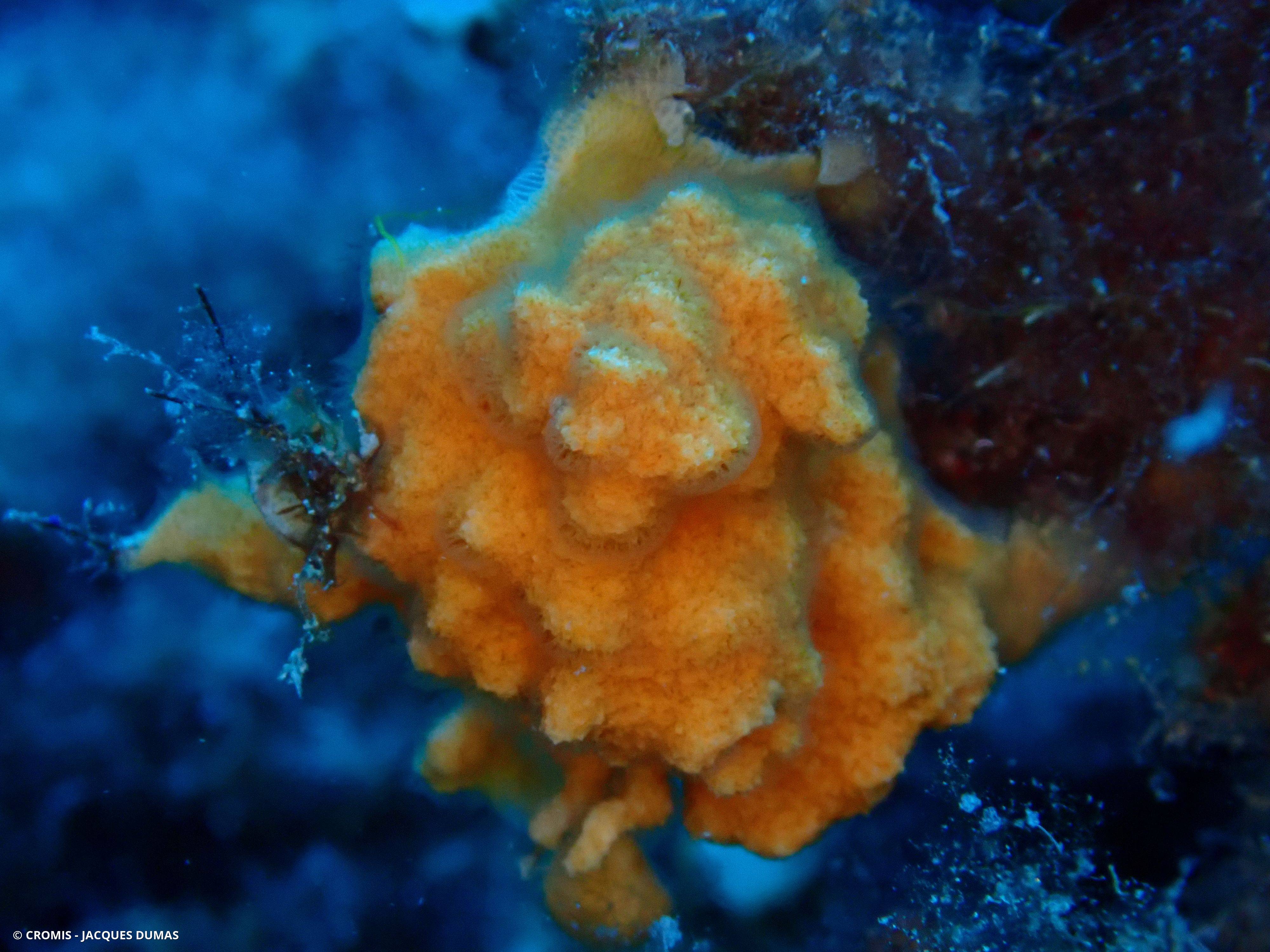Schizomavelle mamelonné