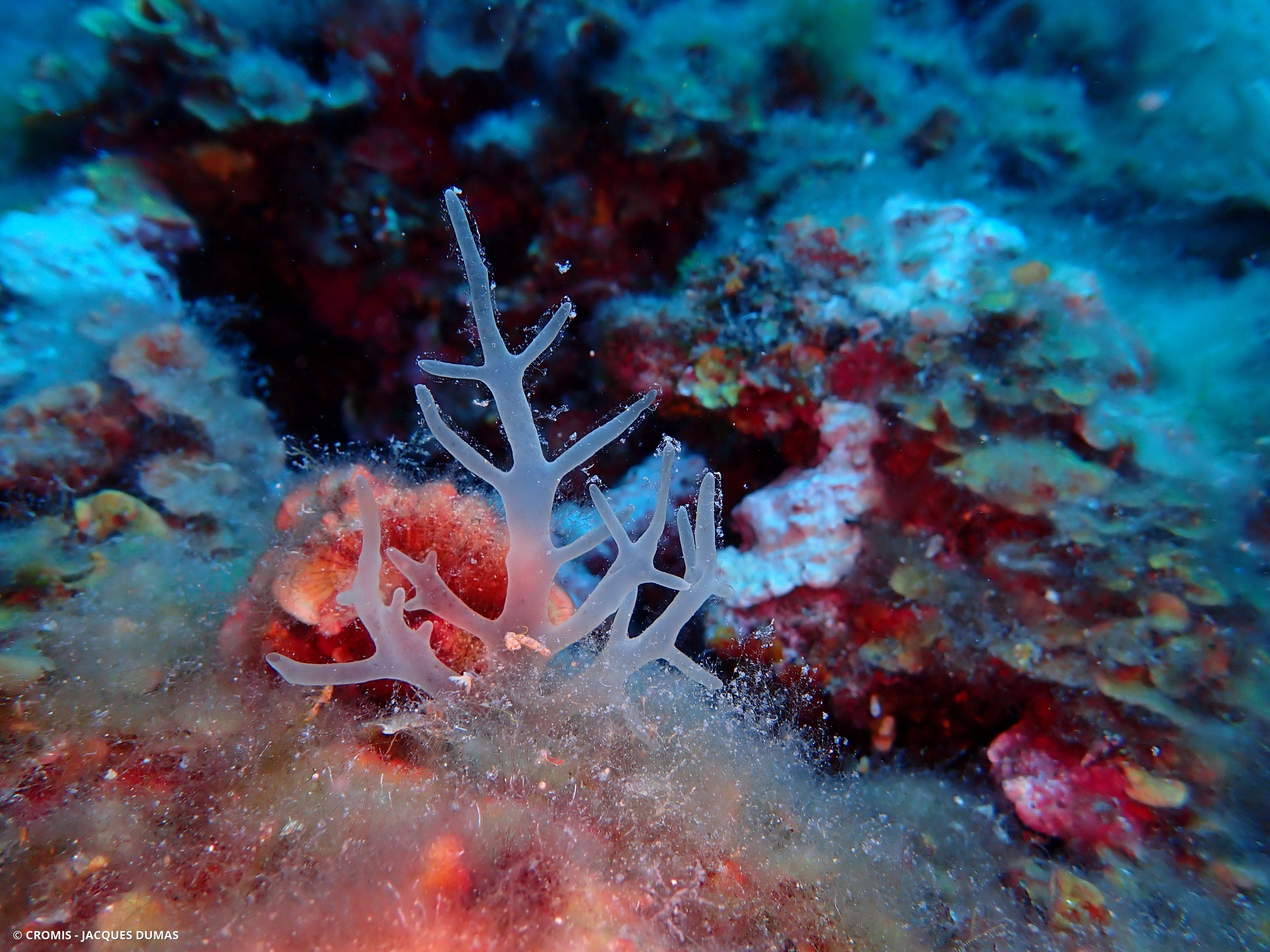 Algue branchue cartilagineuse