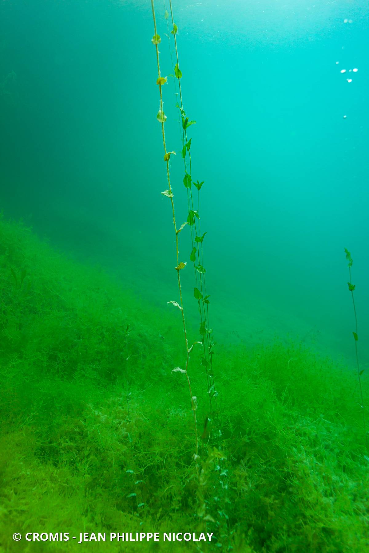 Potamot perfolié