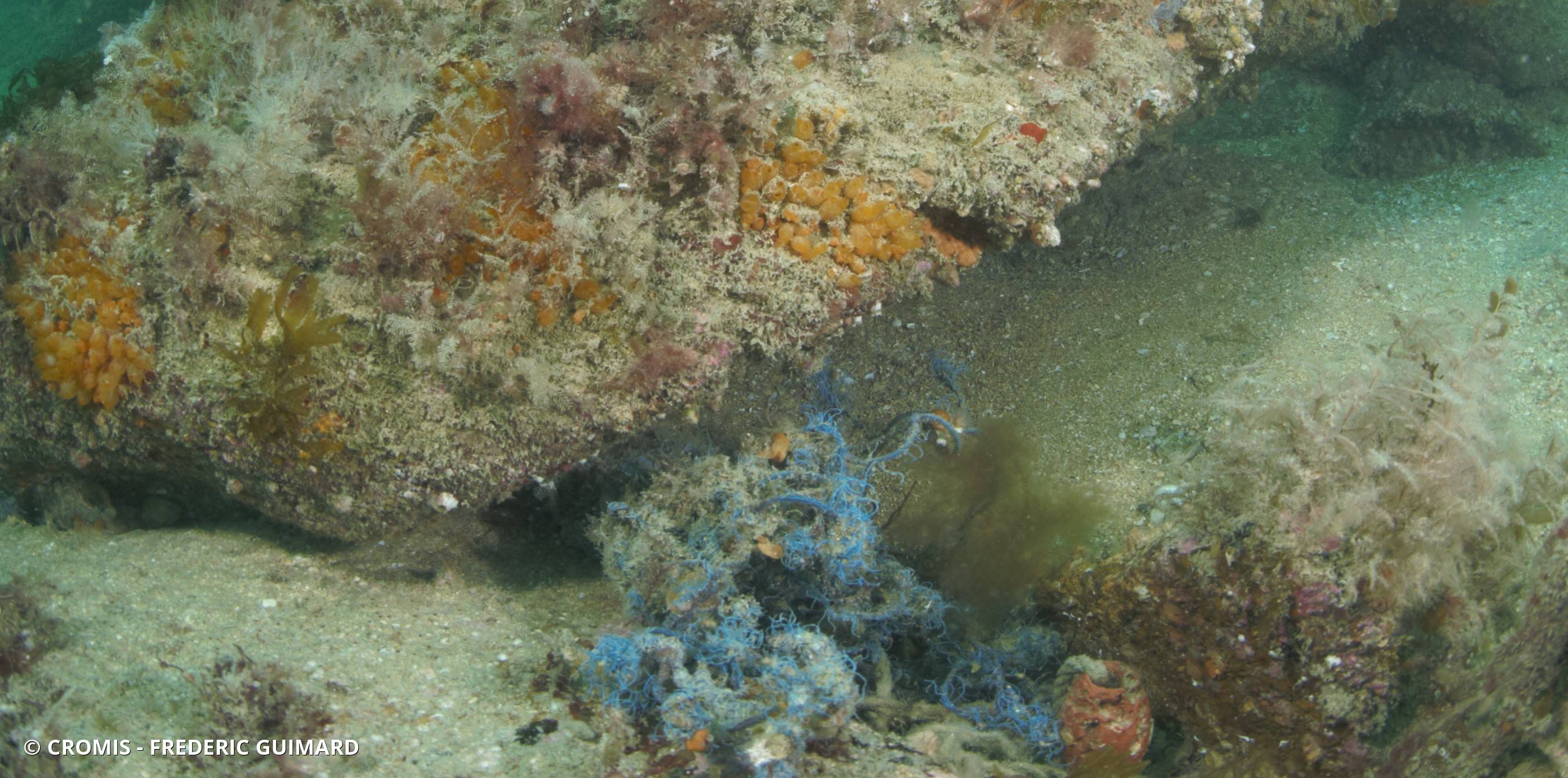 Mirabelle de mer