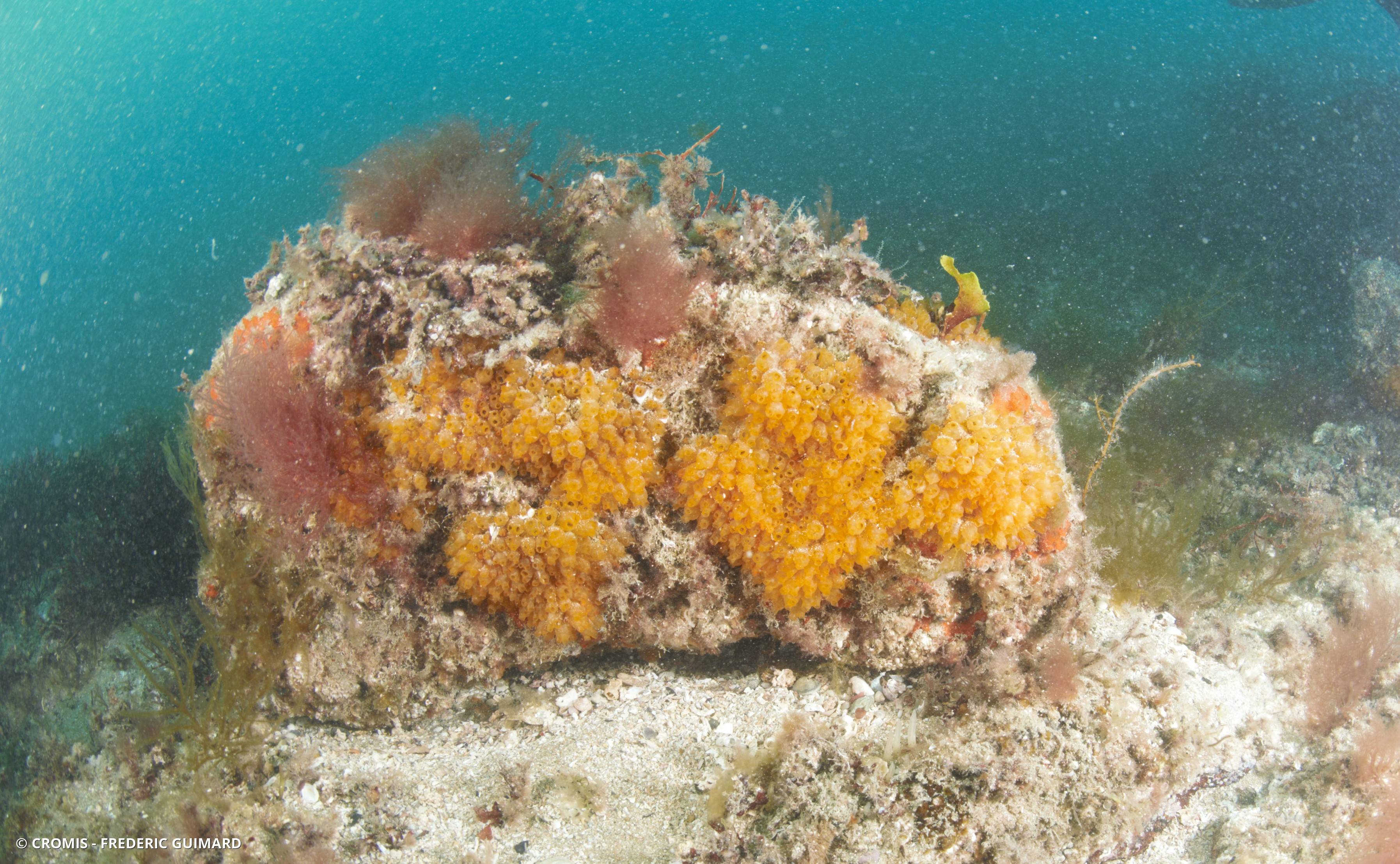 Mirabelle de mer