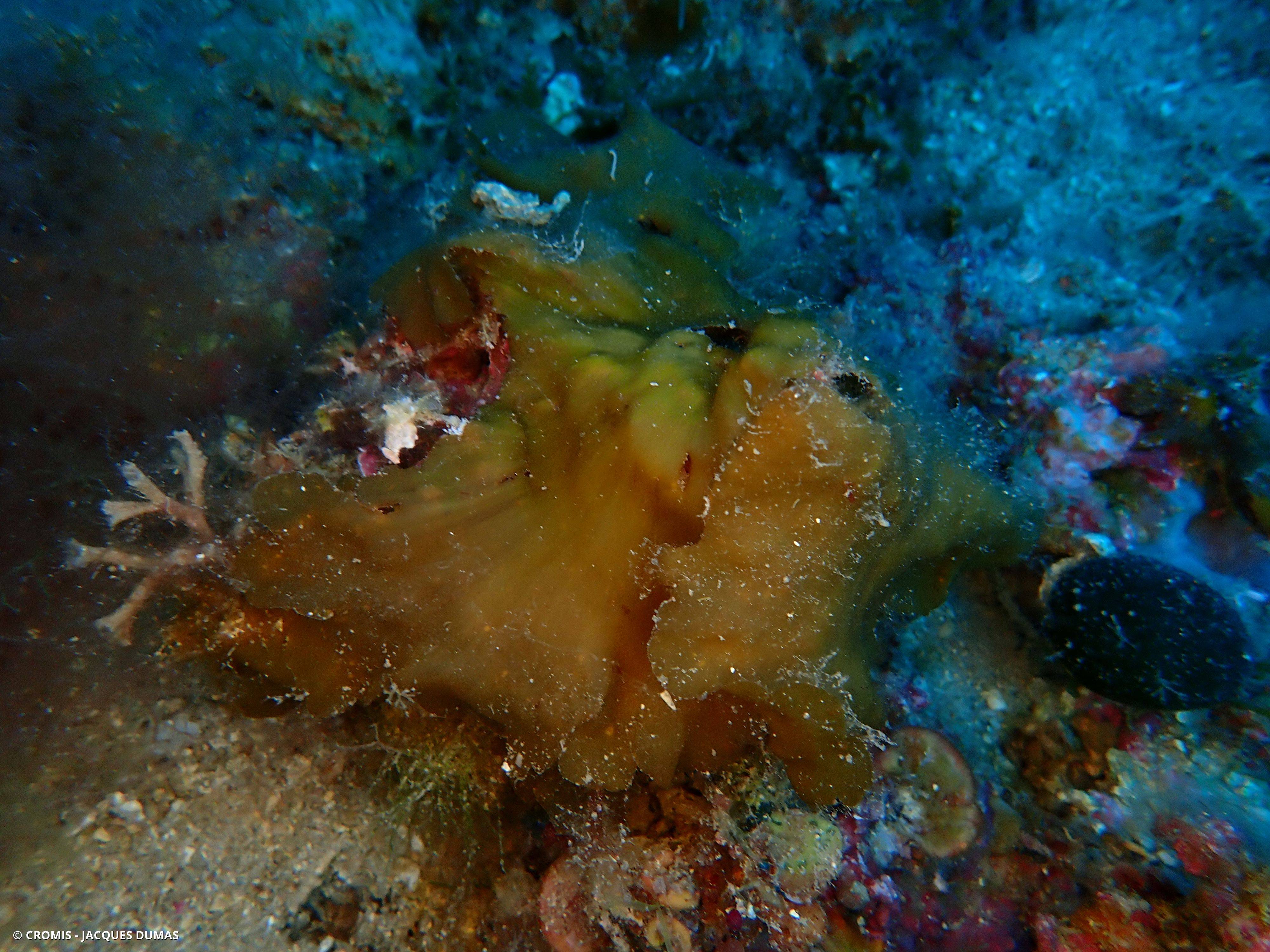 Zanardinia