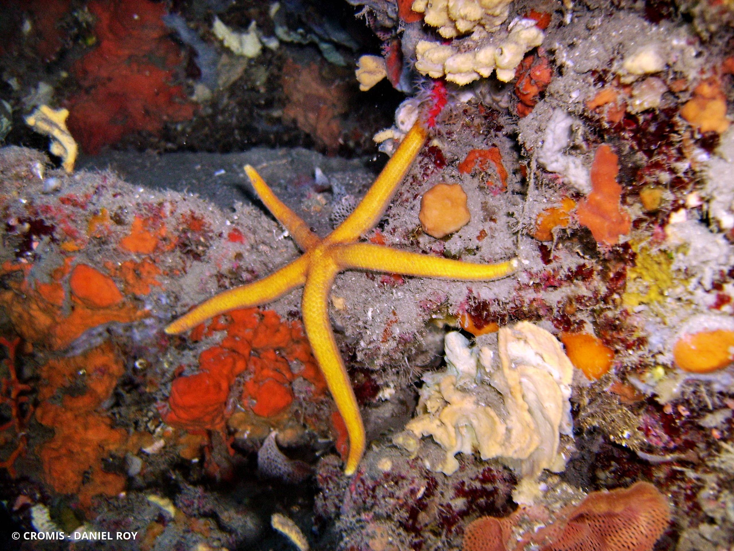 Etoile de mer aux longs bras