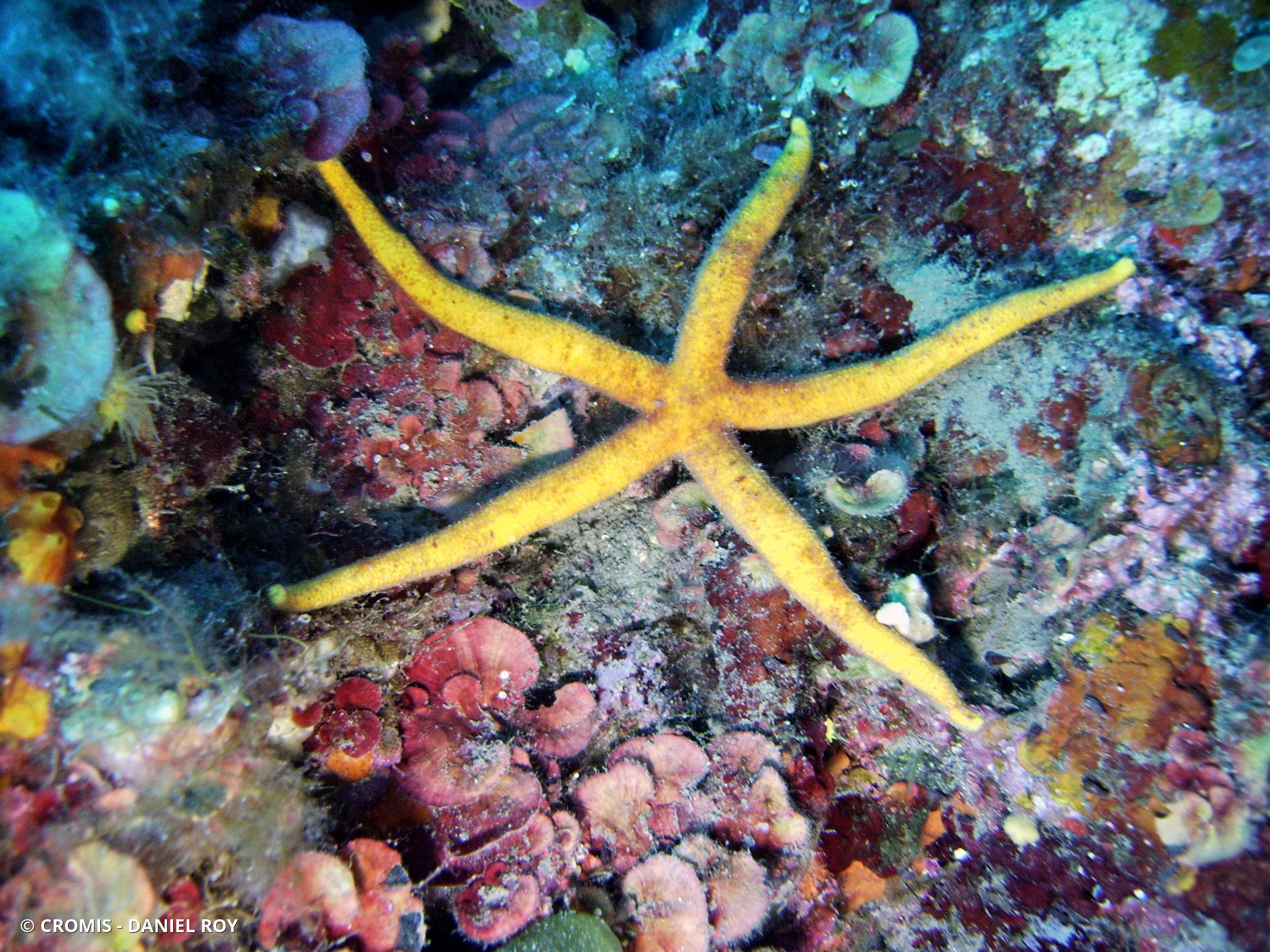 Etoile de mer aux longs bras