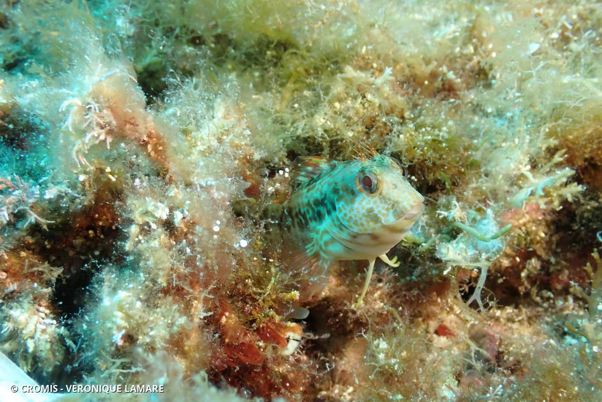 Blennie pilicorne