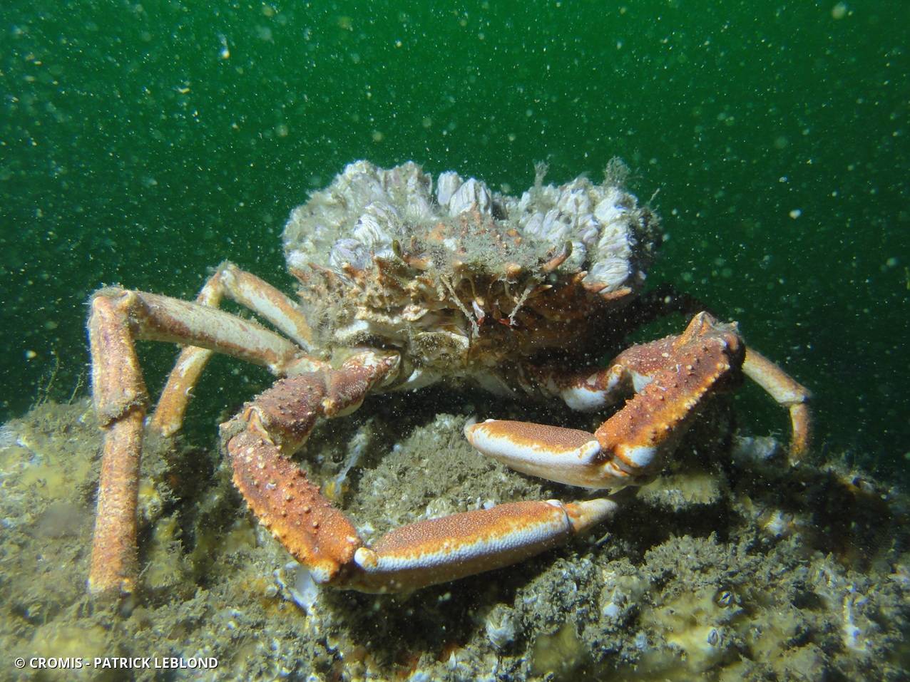 Araignée de mer Atlantique