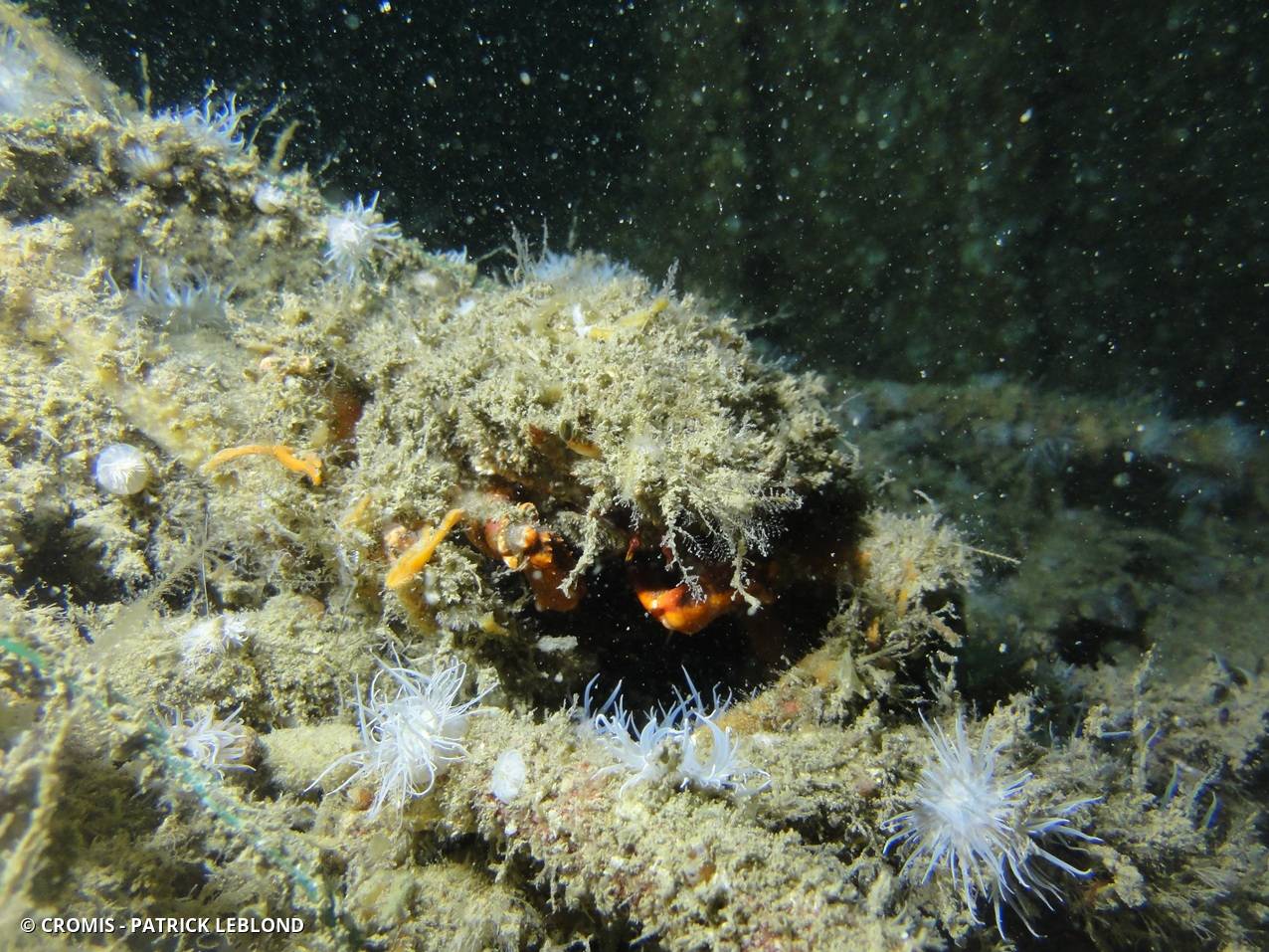 Araignée de mer Atlantique