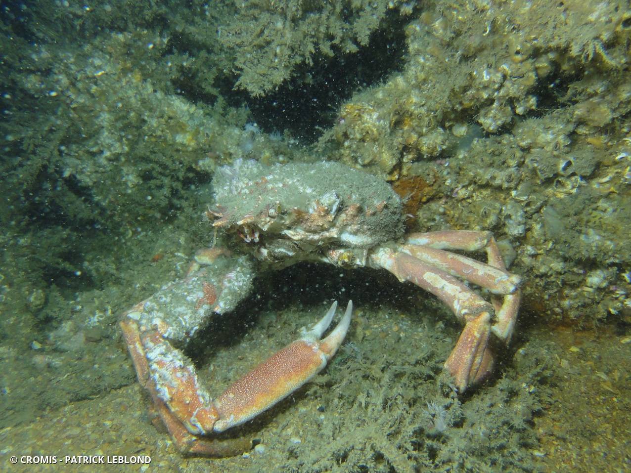 Araignée de mer Atlantique