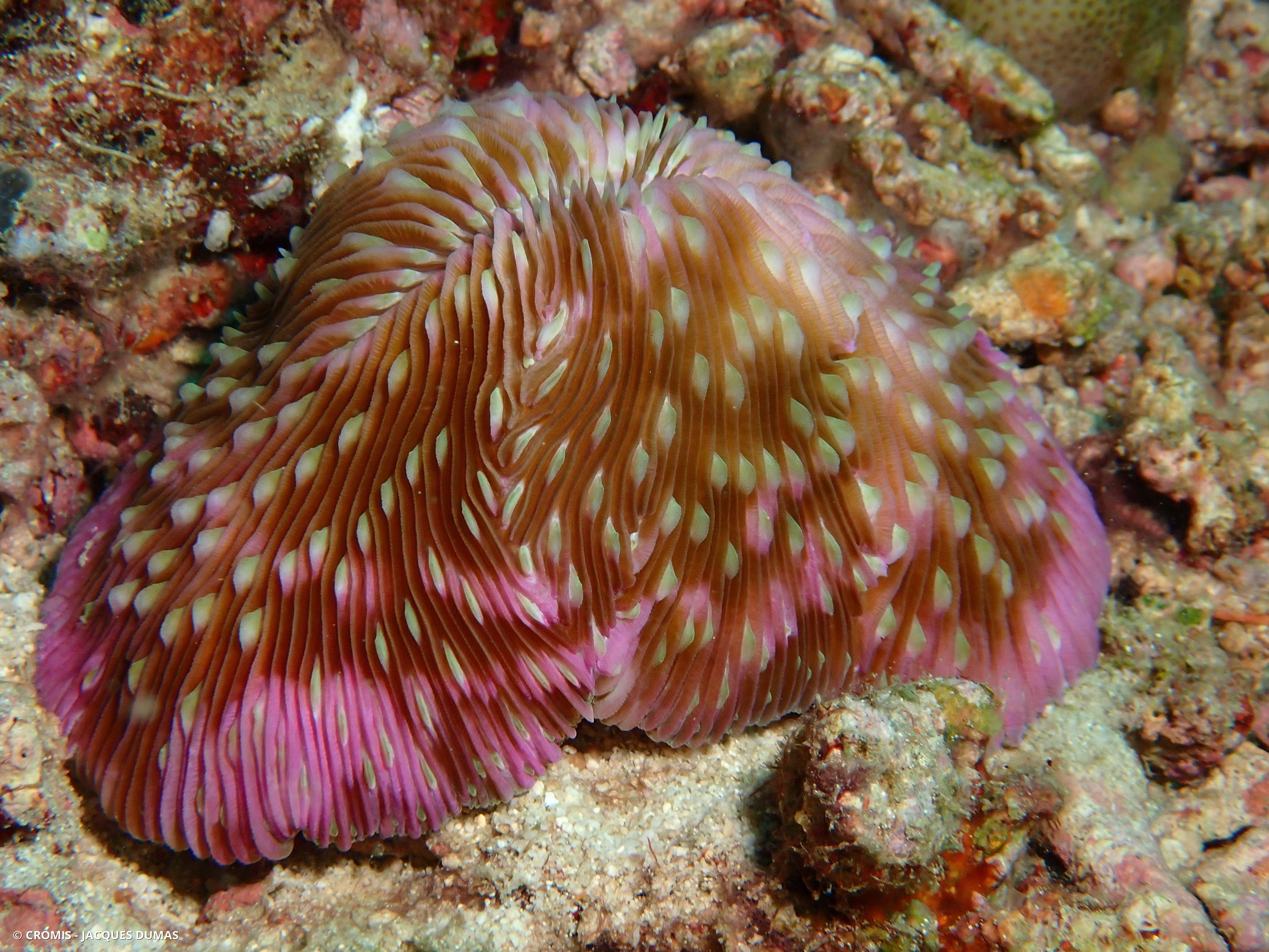 Corail champignon coloré