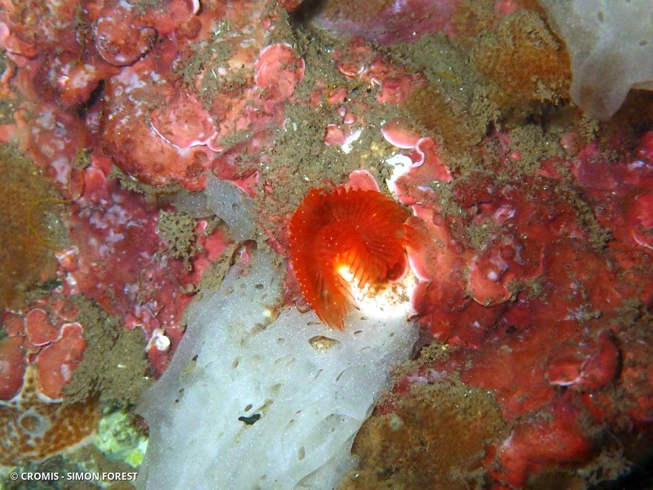 Protule rouge