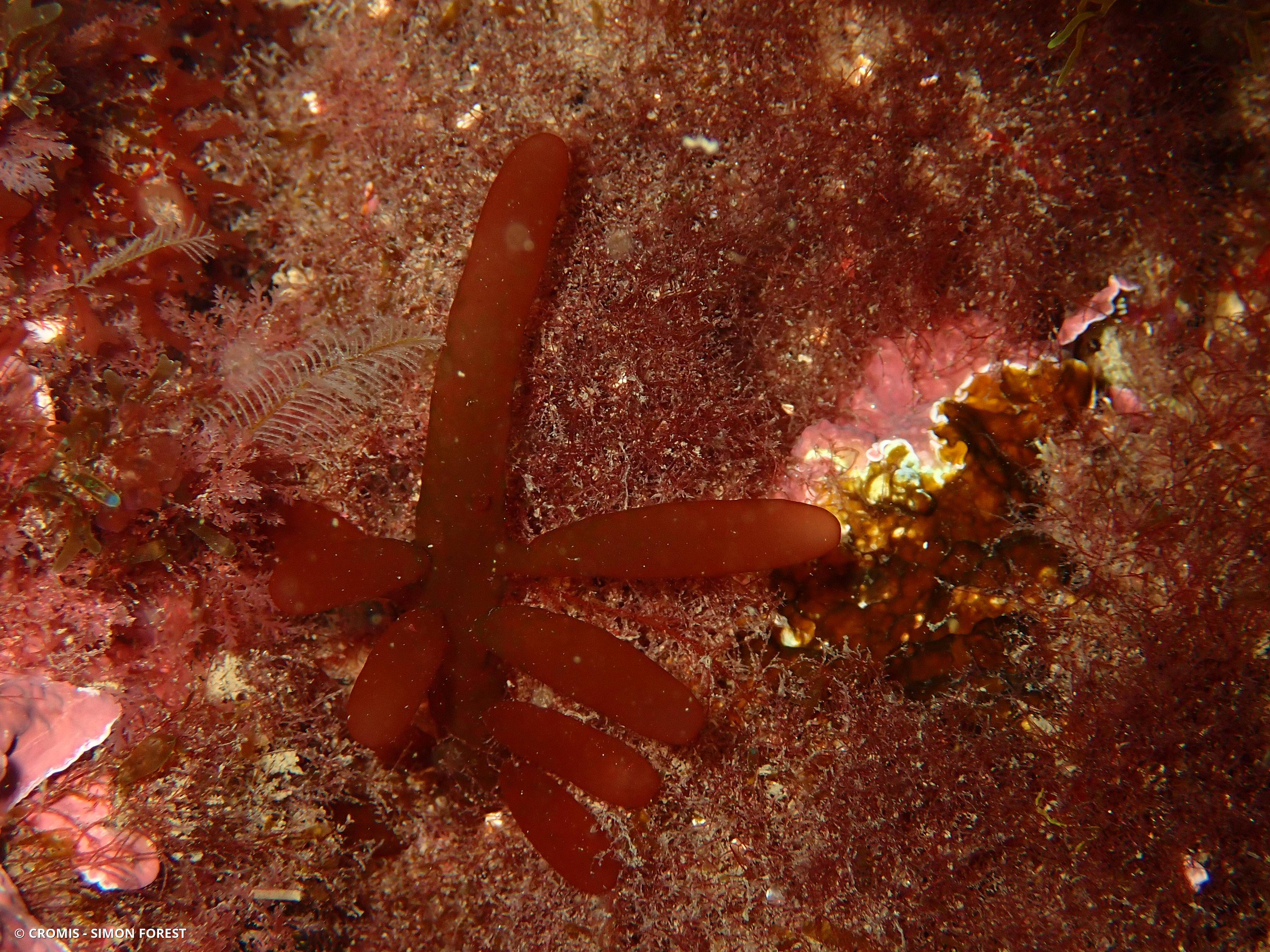 Botryocladia chiajeana
