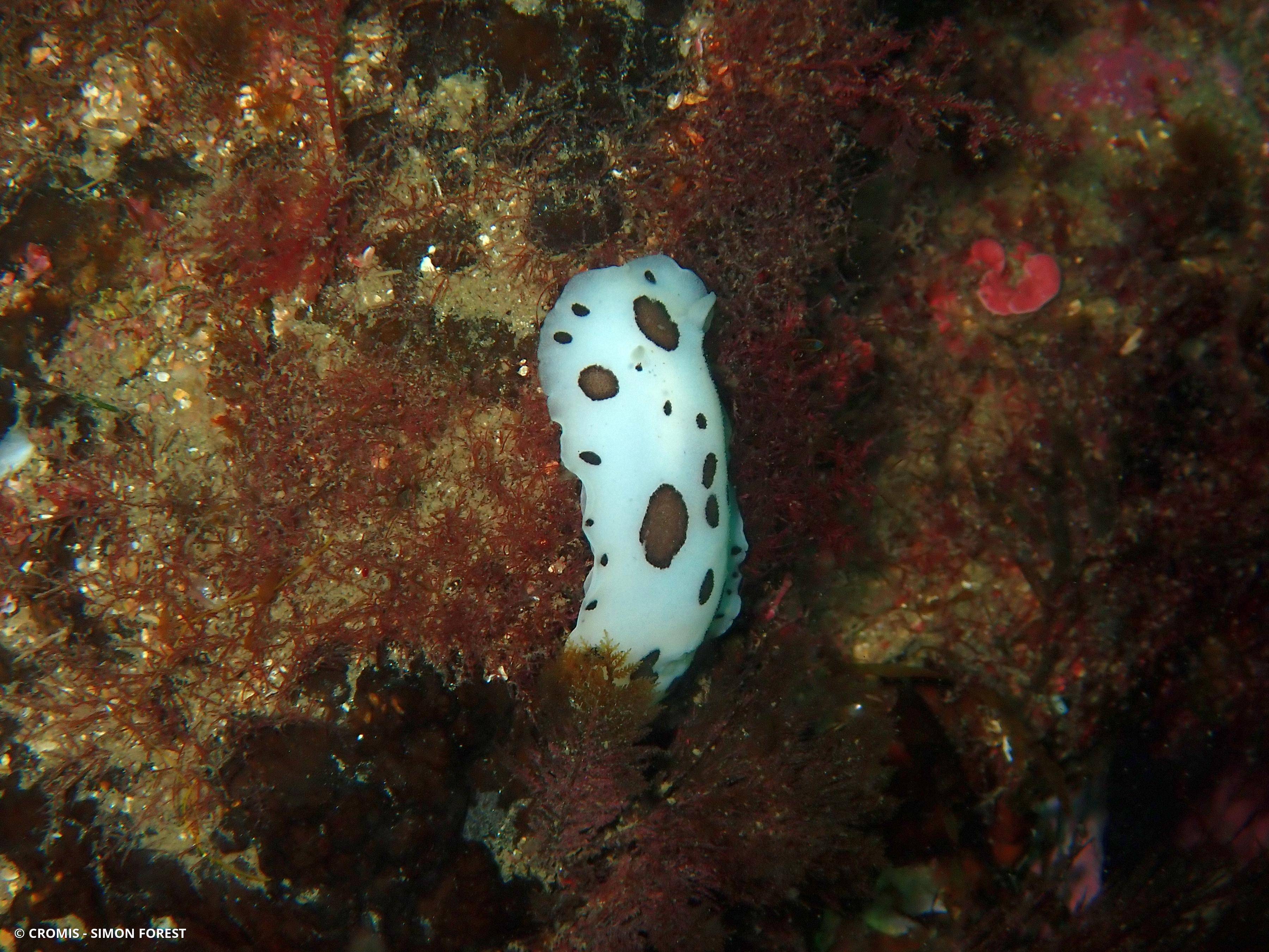 Doris dalmatienne