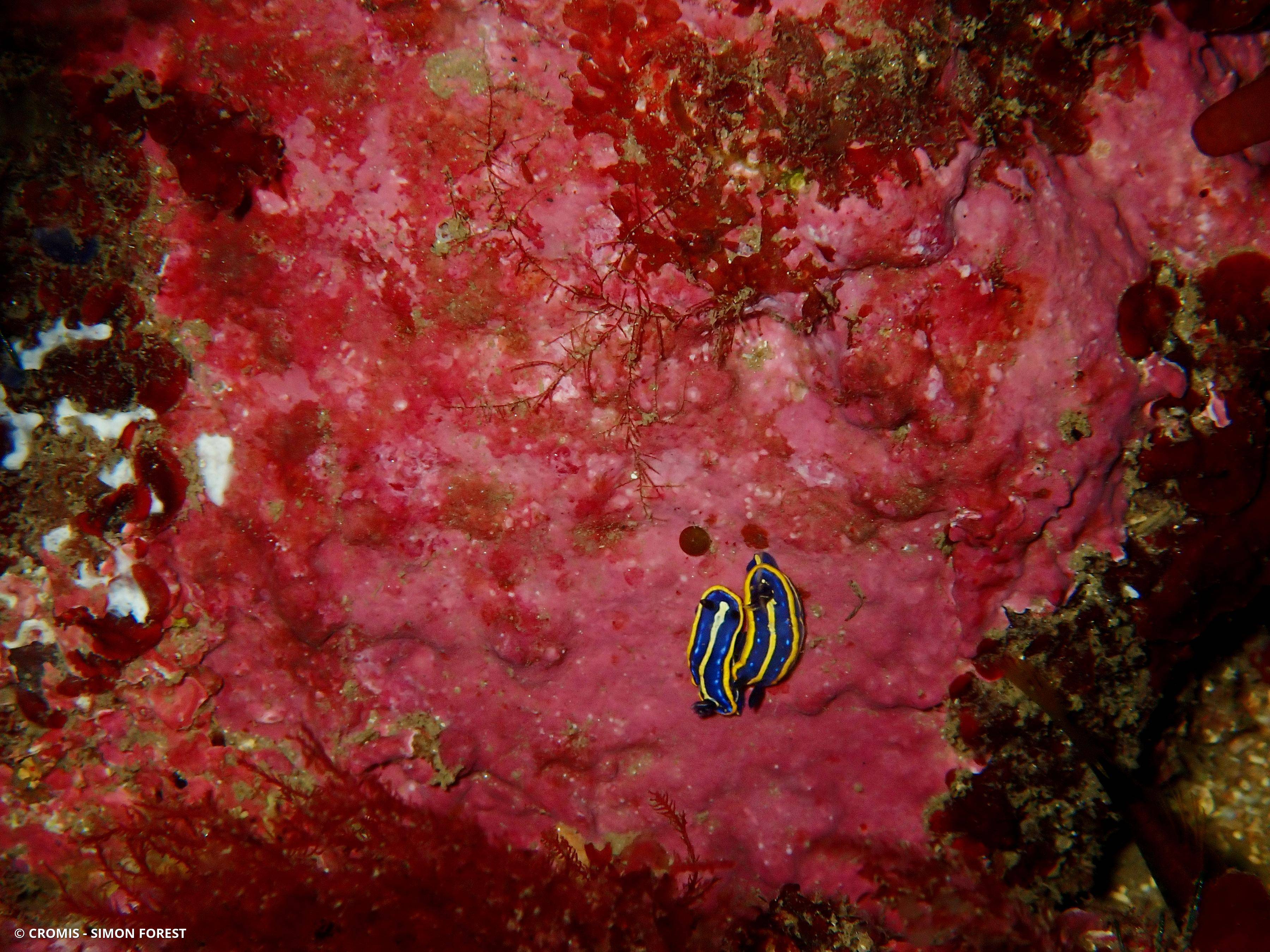Doris tricolore