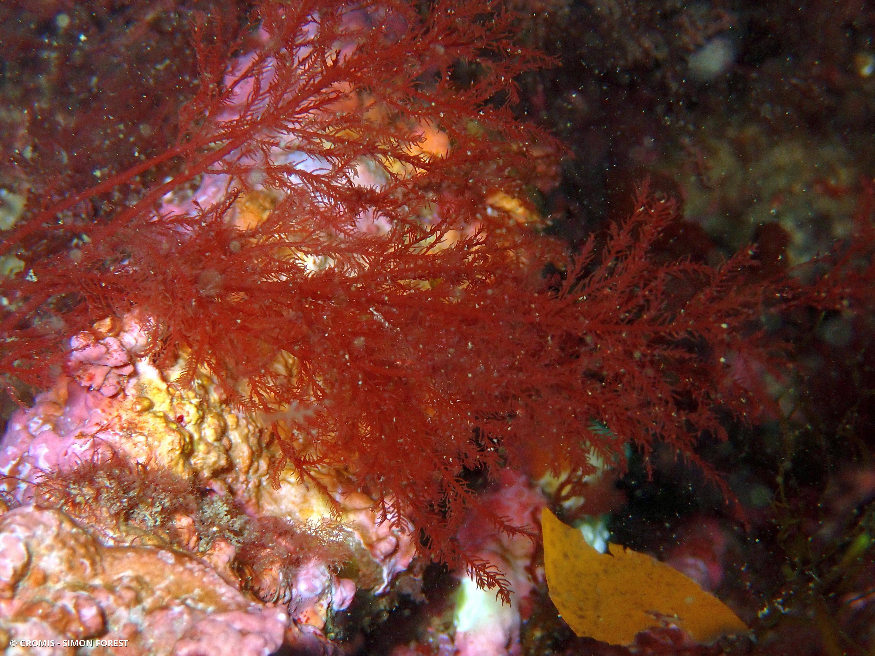 Plume épineuse rouge