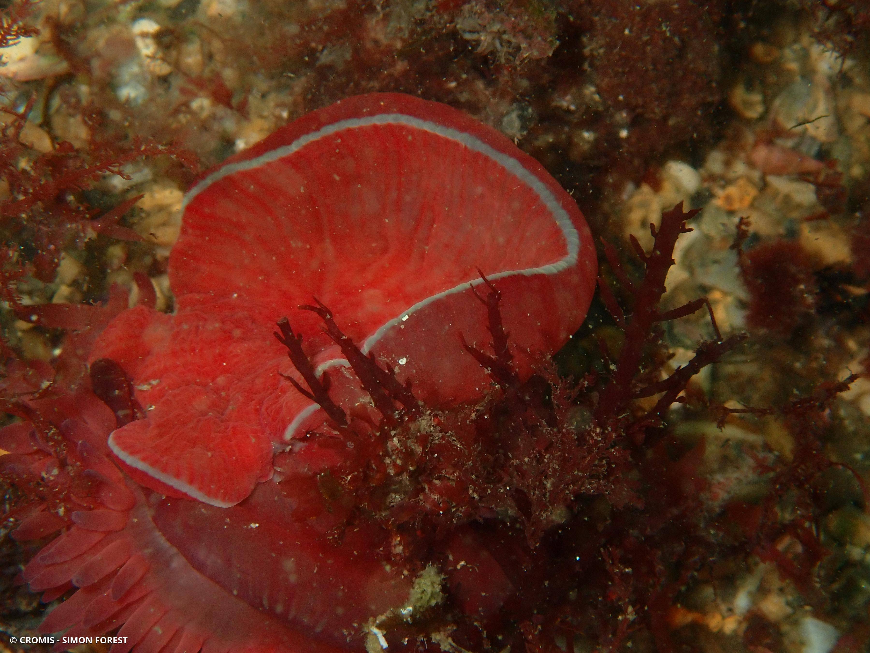 Tomate de mer de l'Atlantique