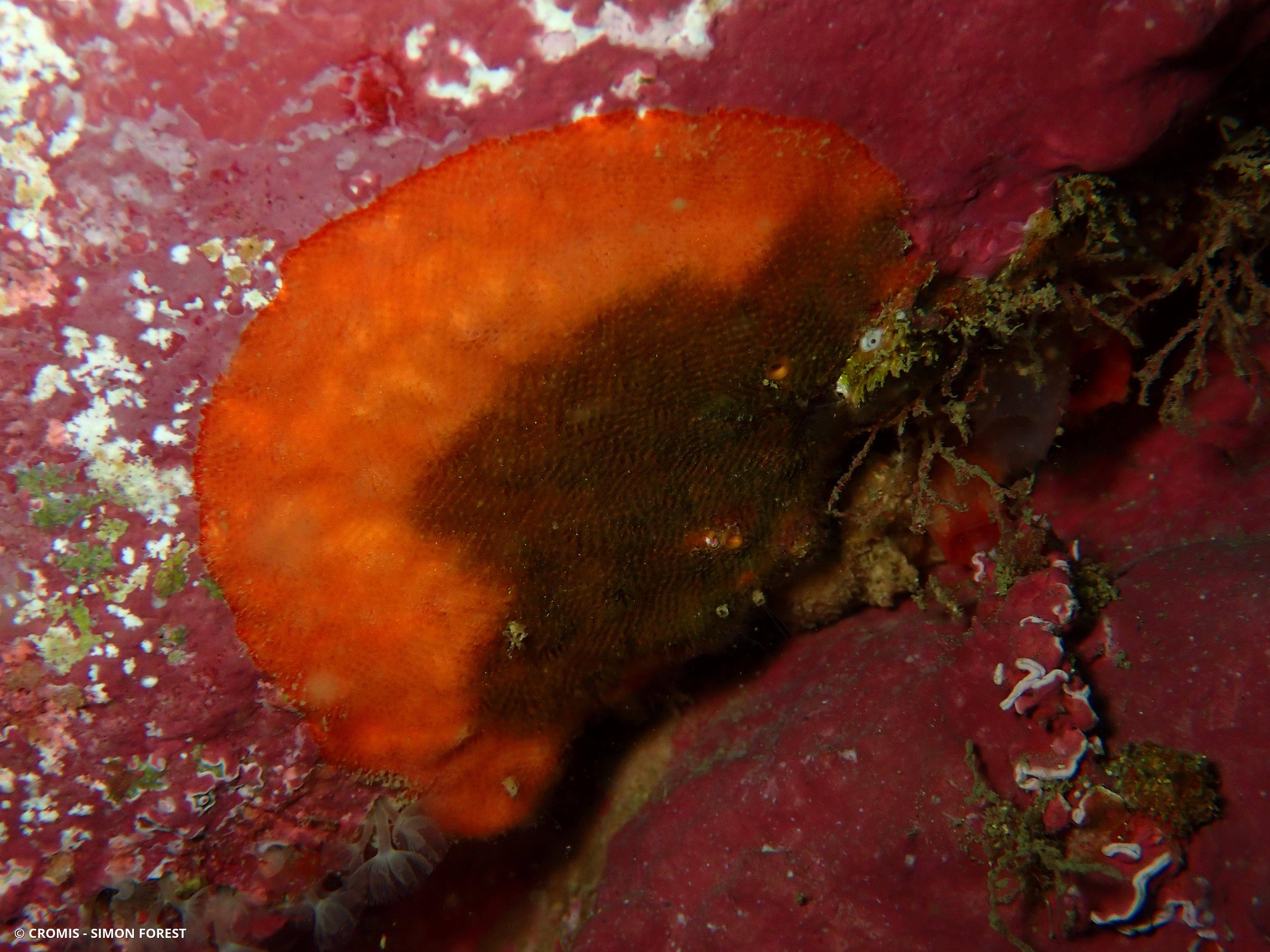 Schizoporella orange