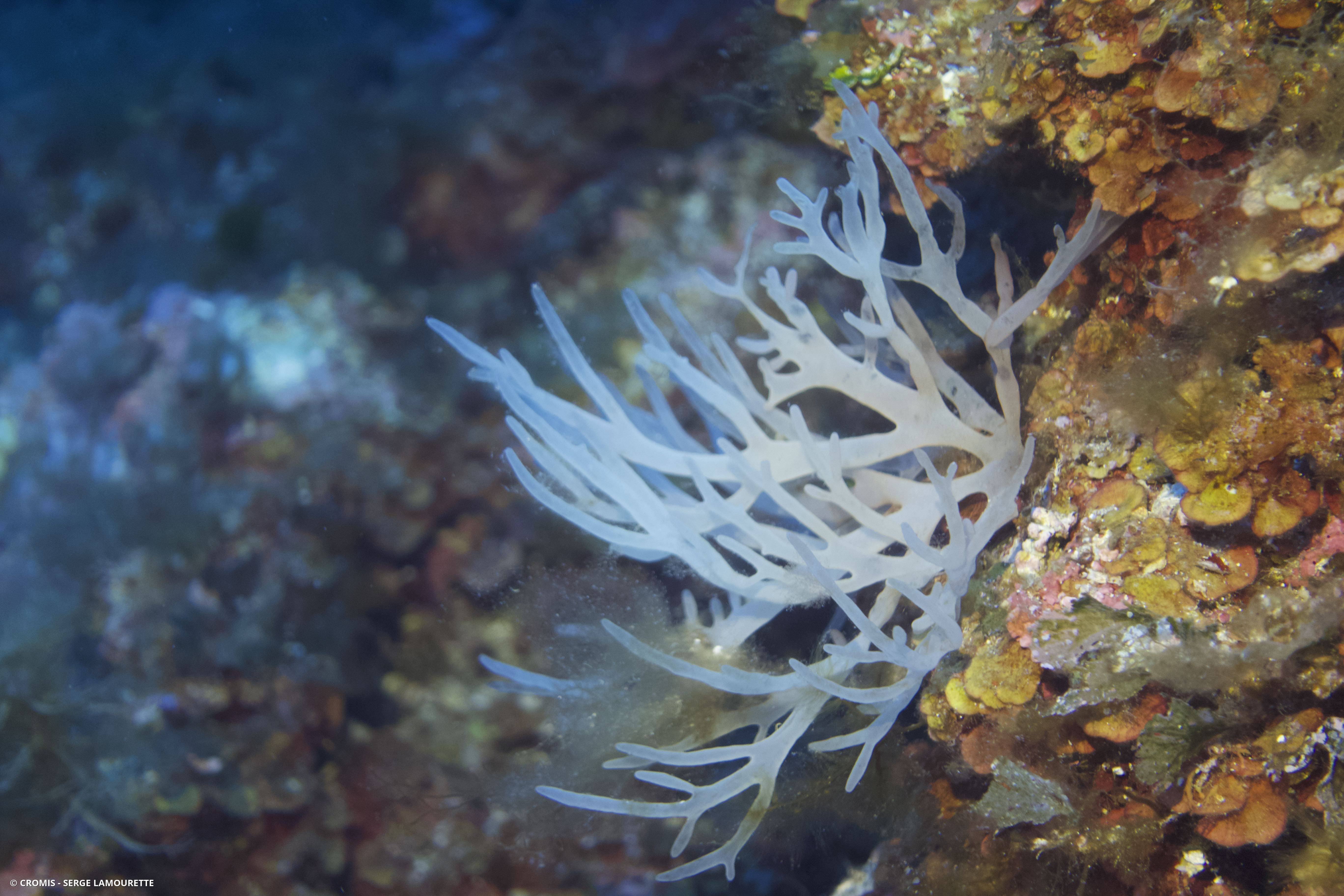 Algue branchue cartilagineuse