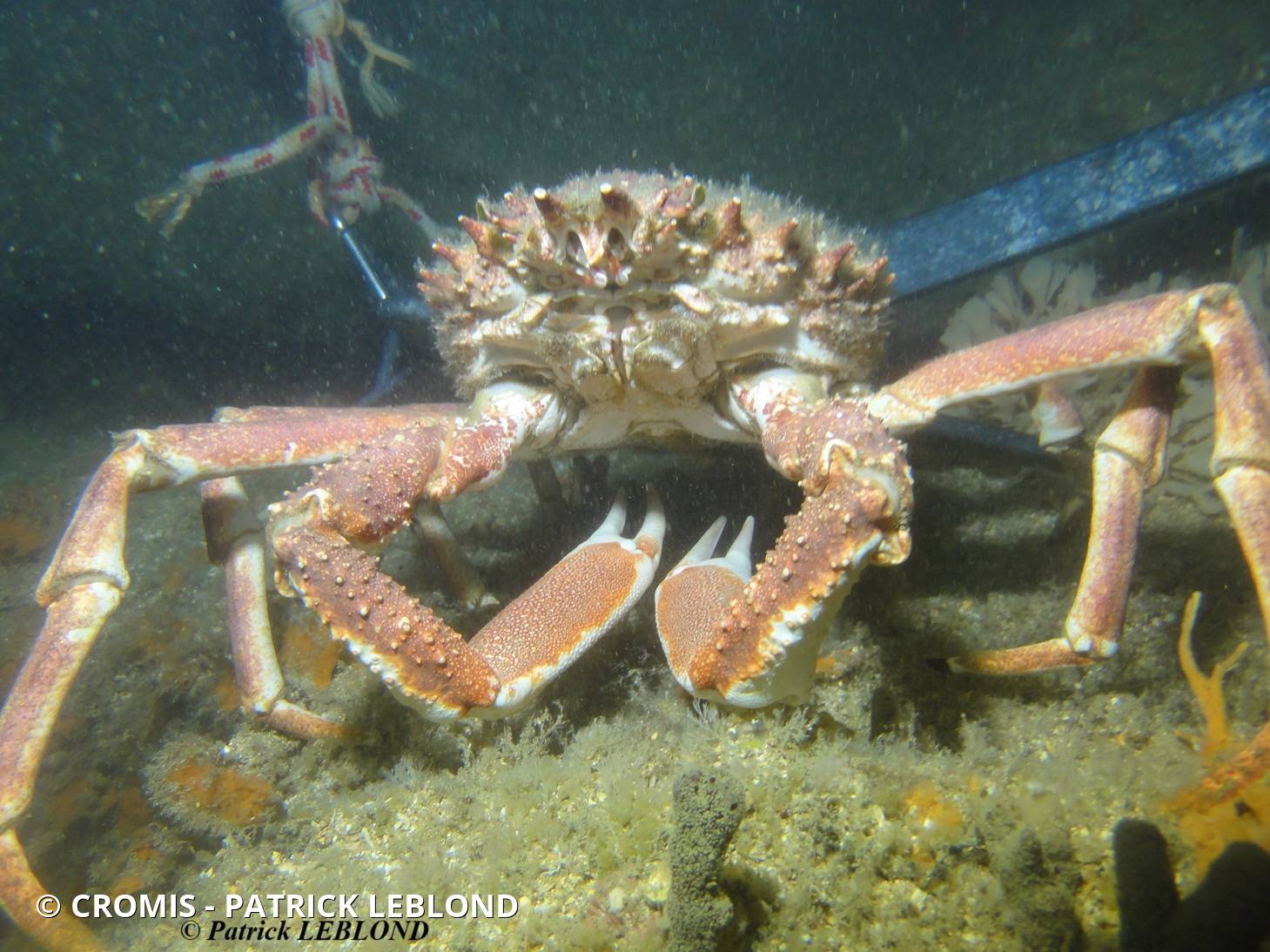 Araignée de mer Atlantique