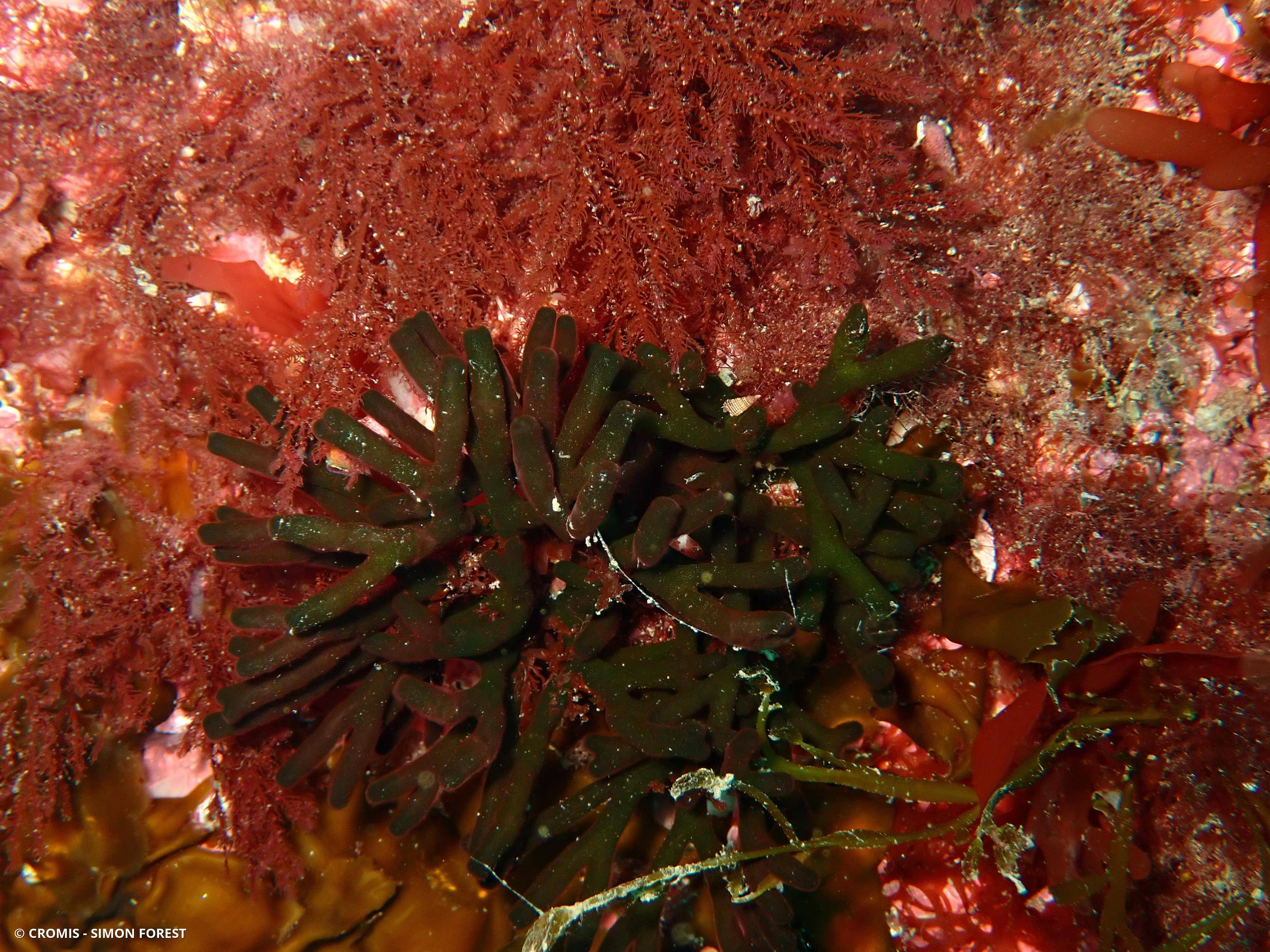 Codium fragile