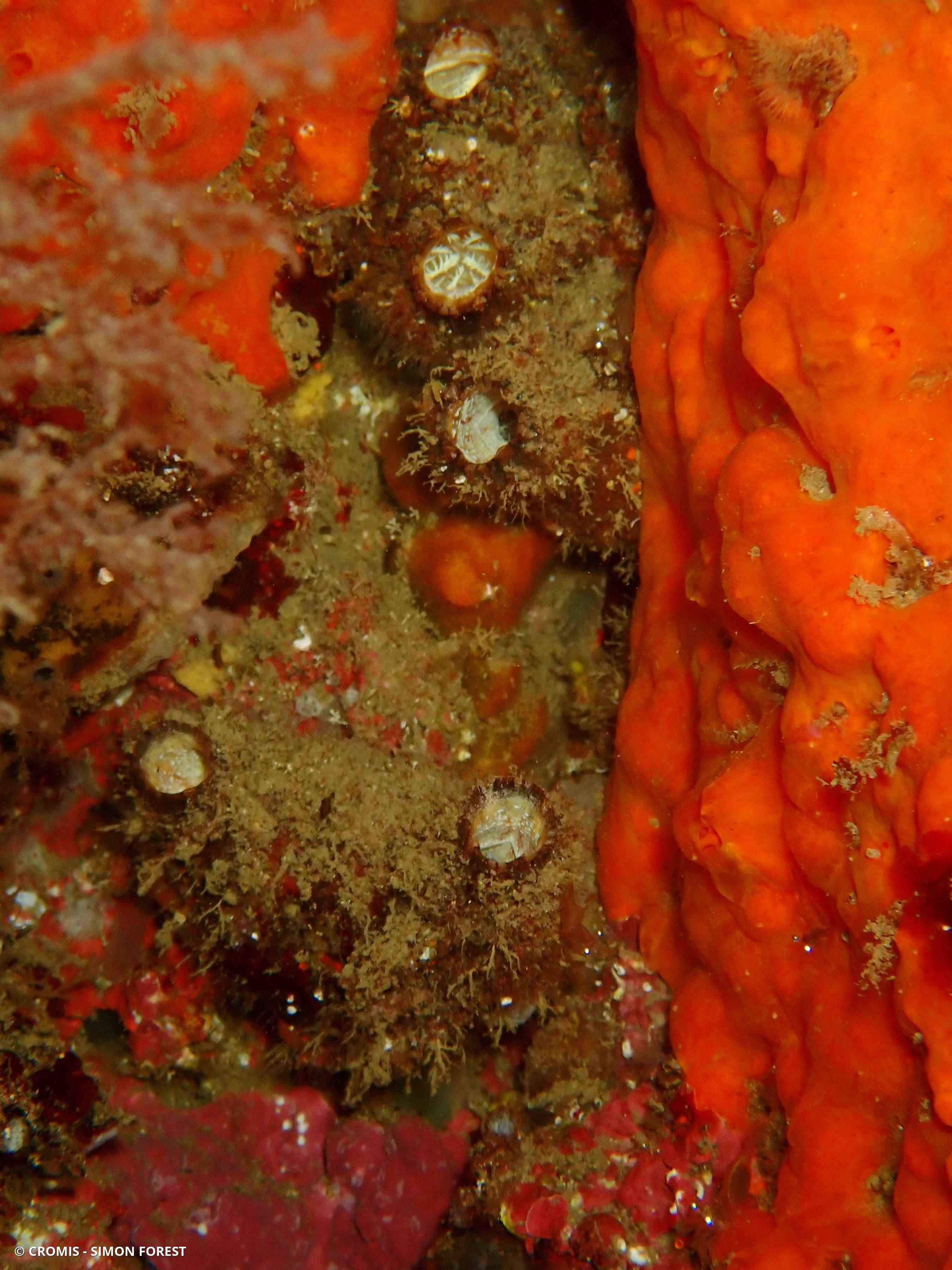 Microcosme à écailles