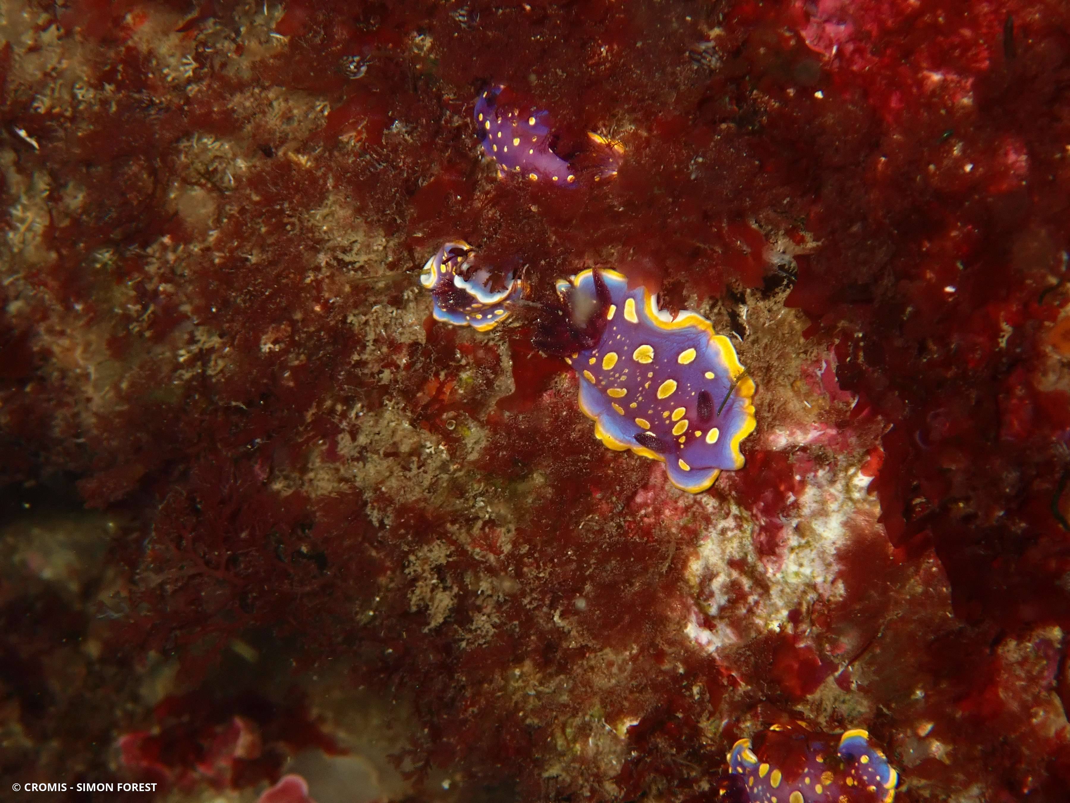 Doris tachetée mauve