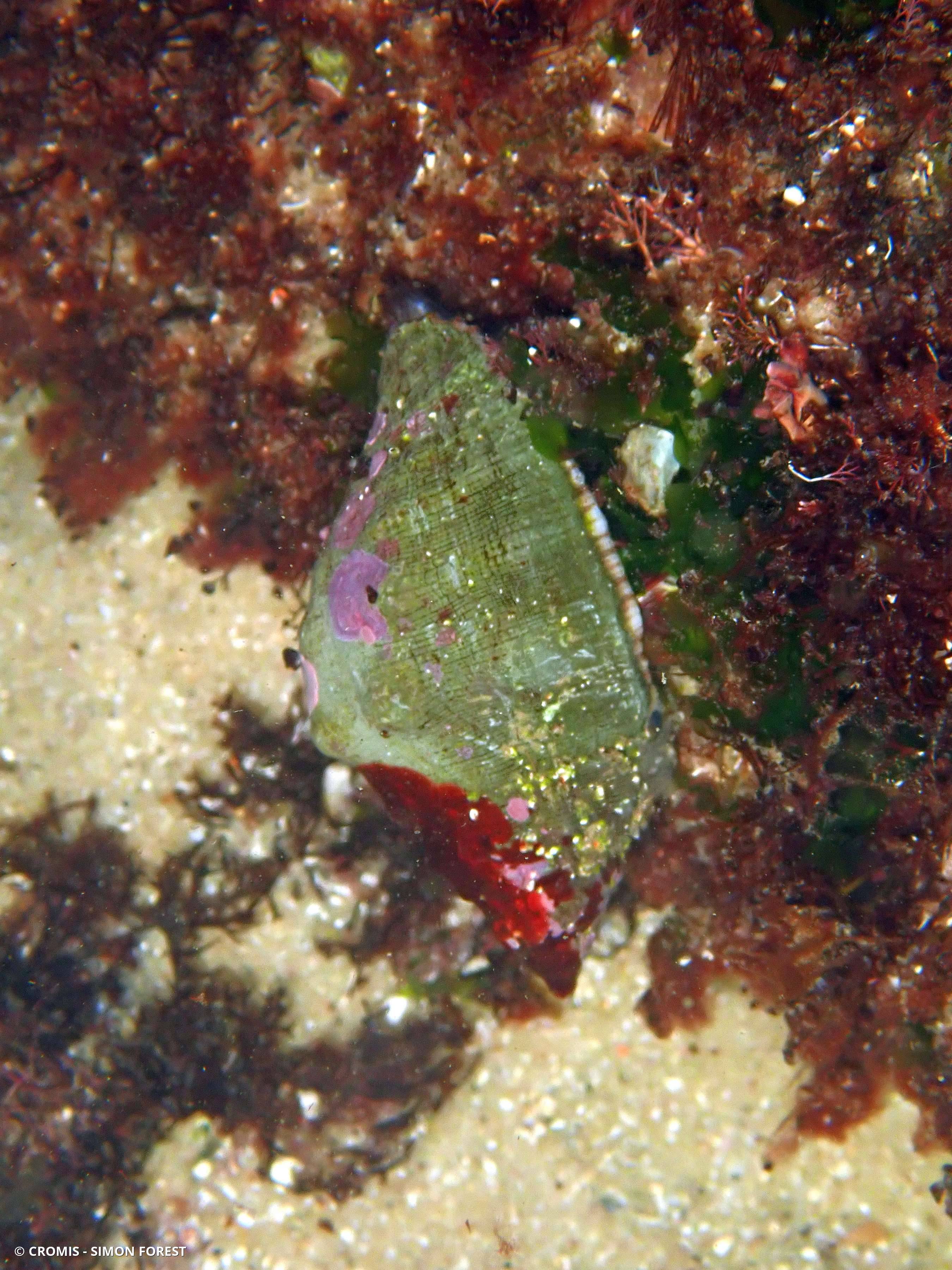 Bouche de sang