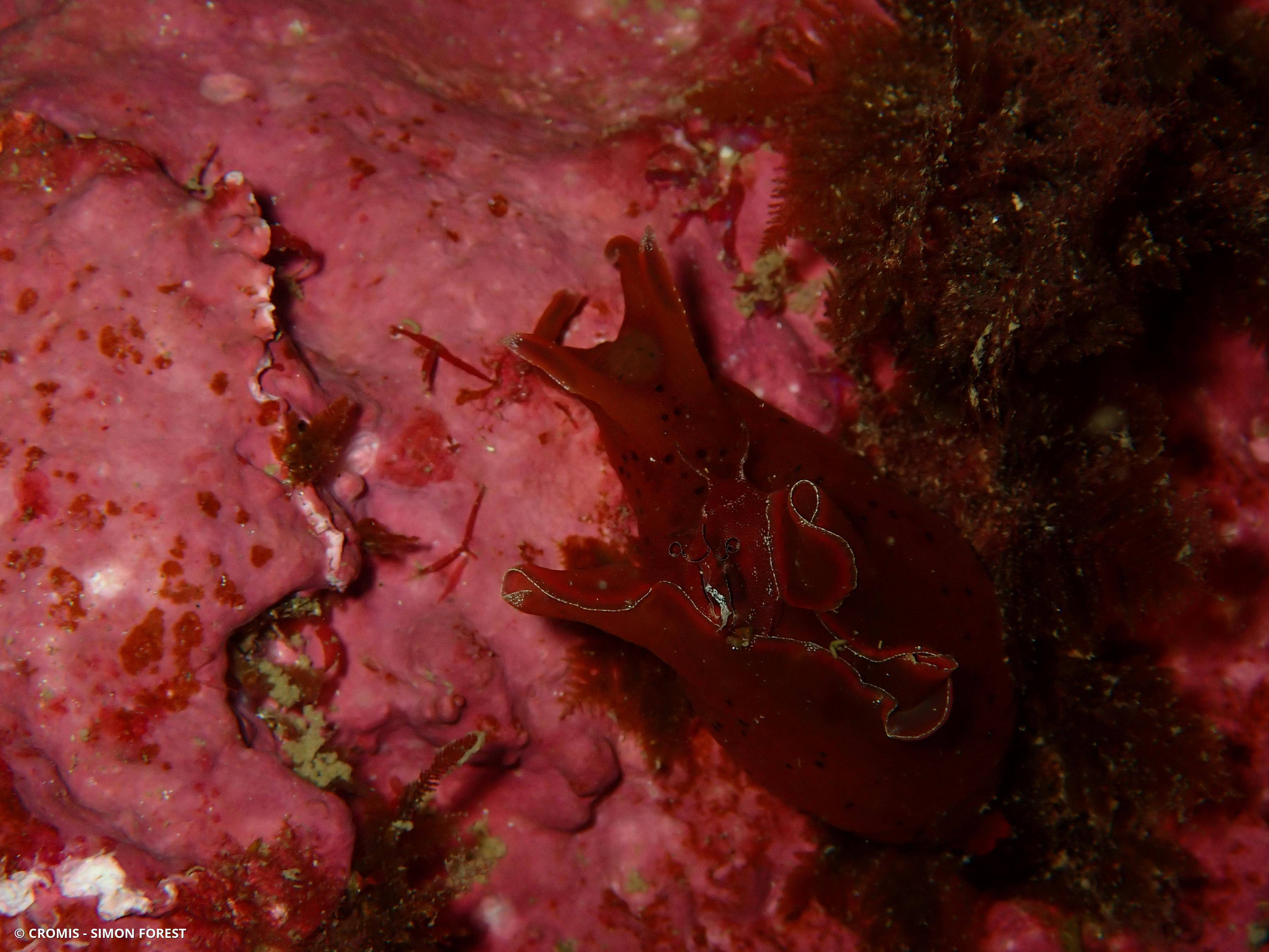 Lièvre de mer moucheté