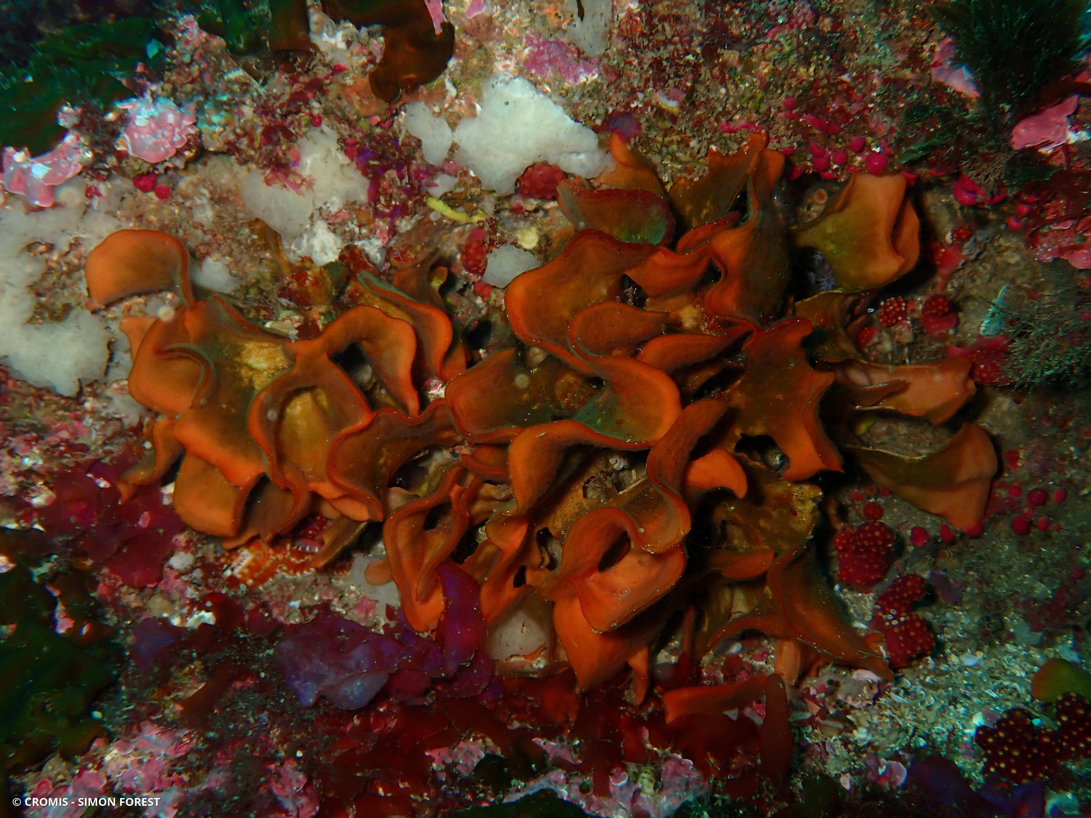 Rose de mer atlantique