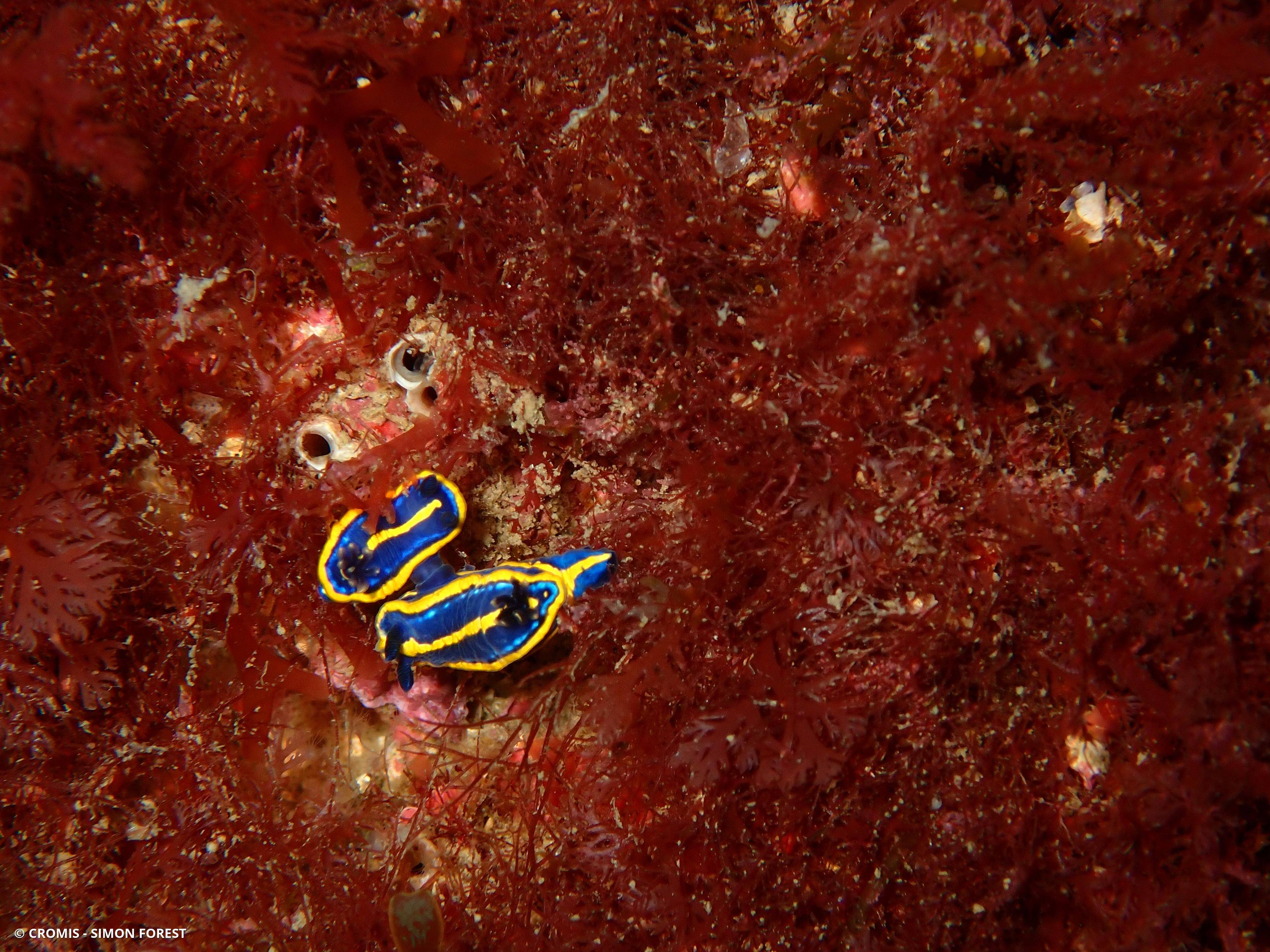 Doris tricolore
