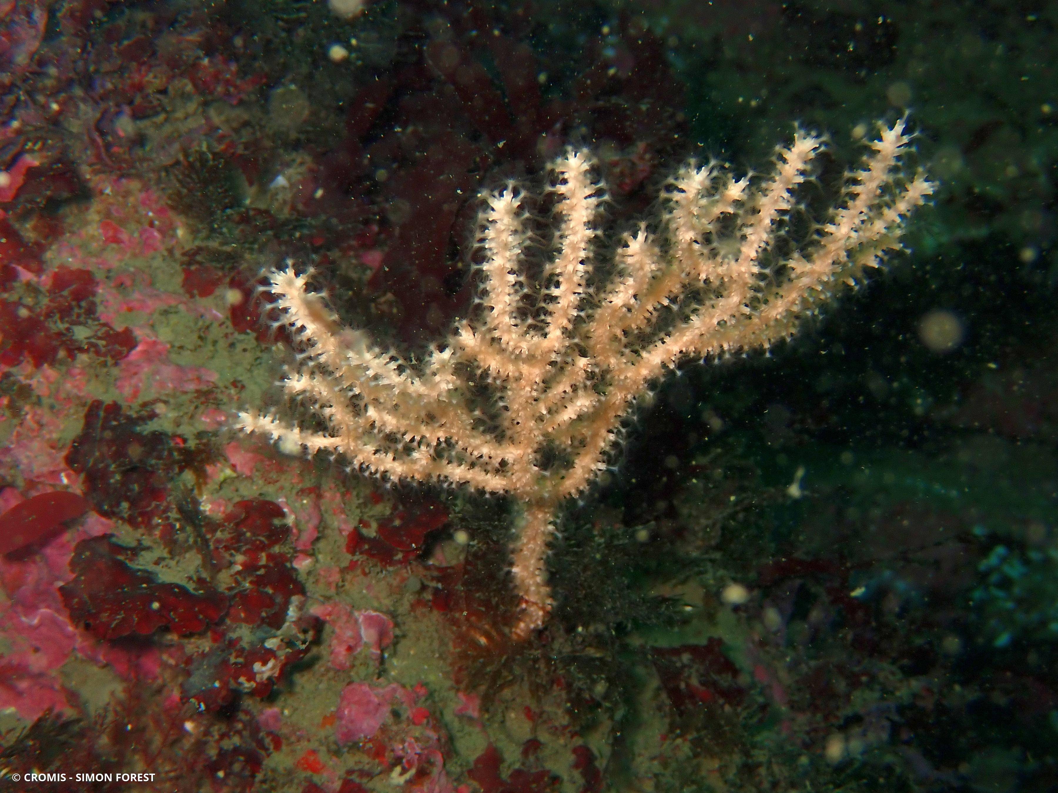 Gorgone verruqueuse