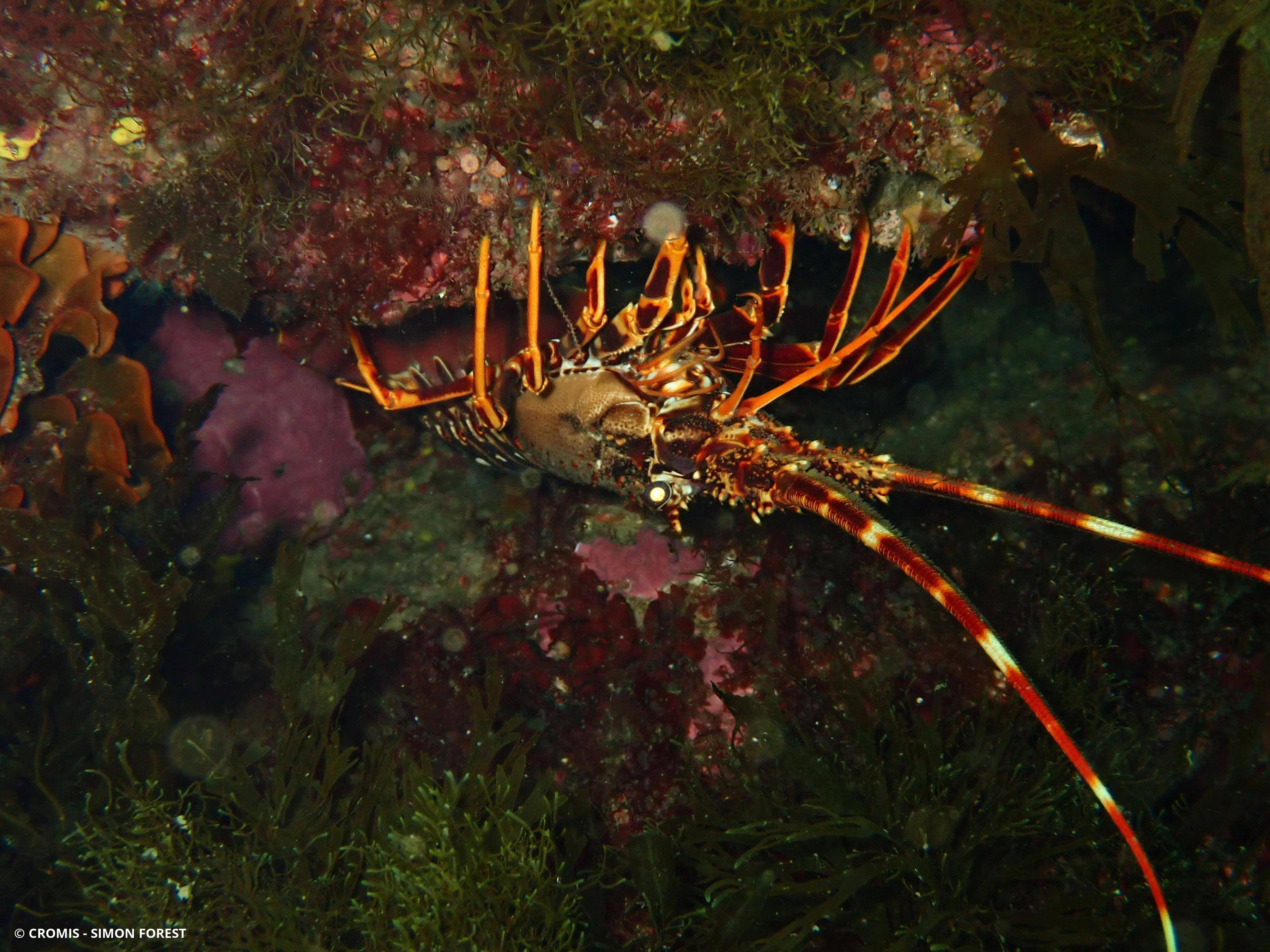 Langouste rouge