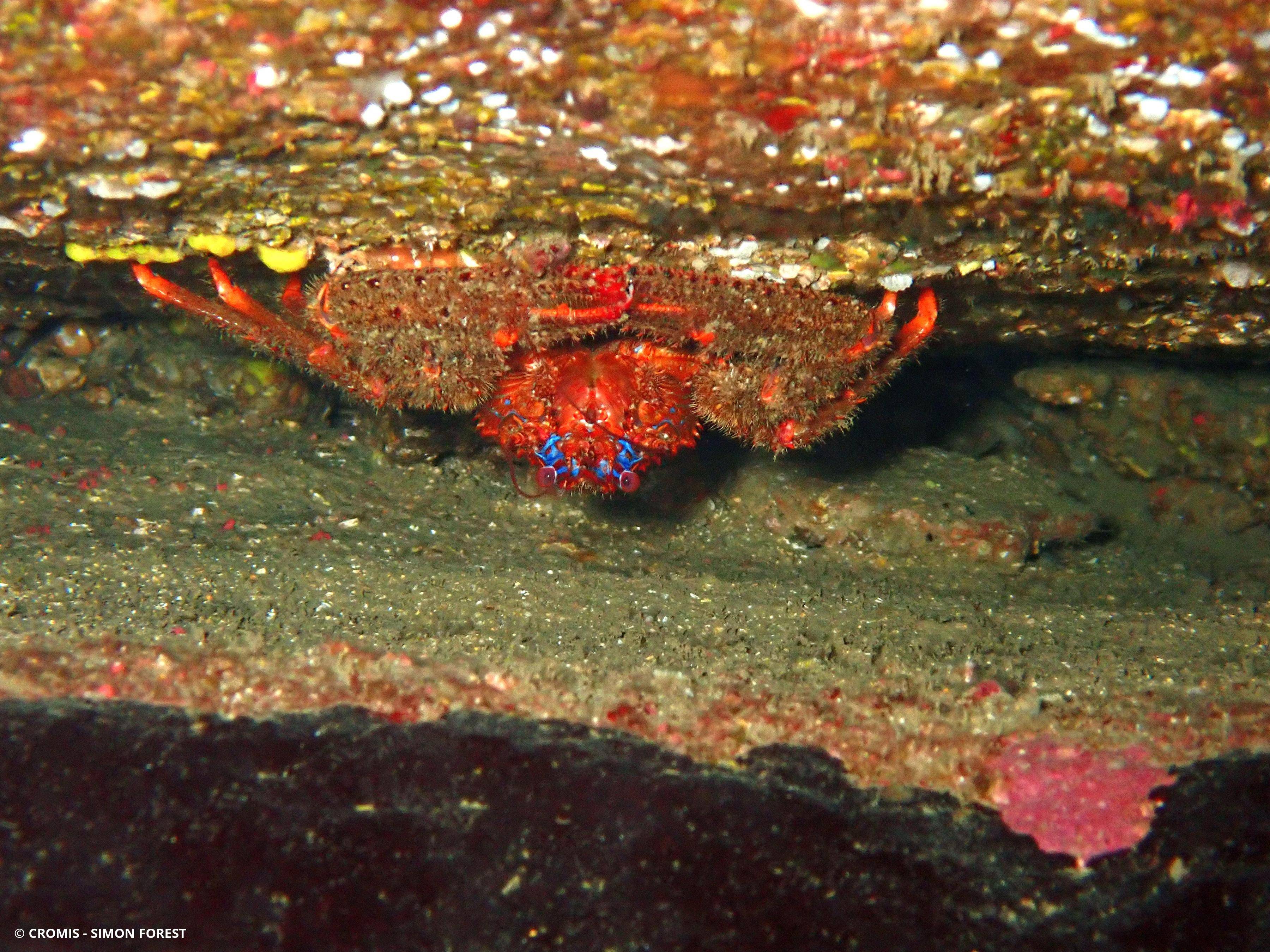 Galathée bicolore