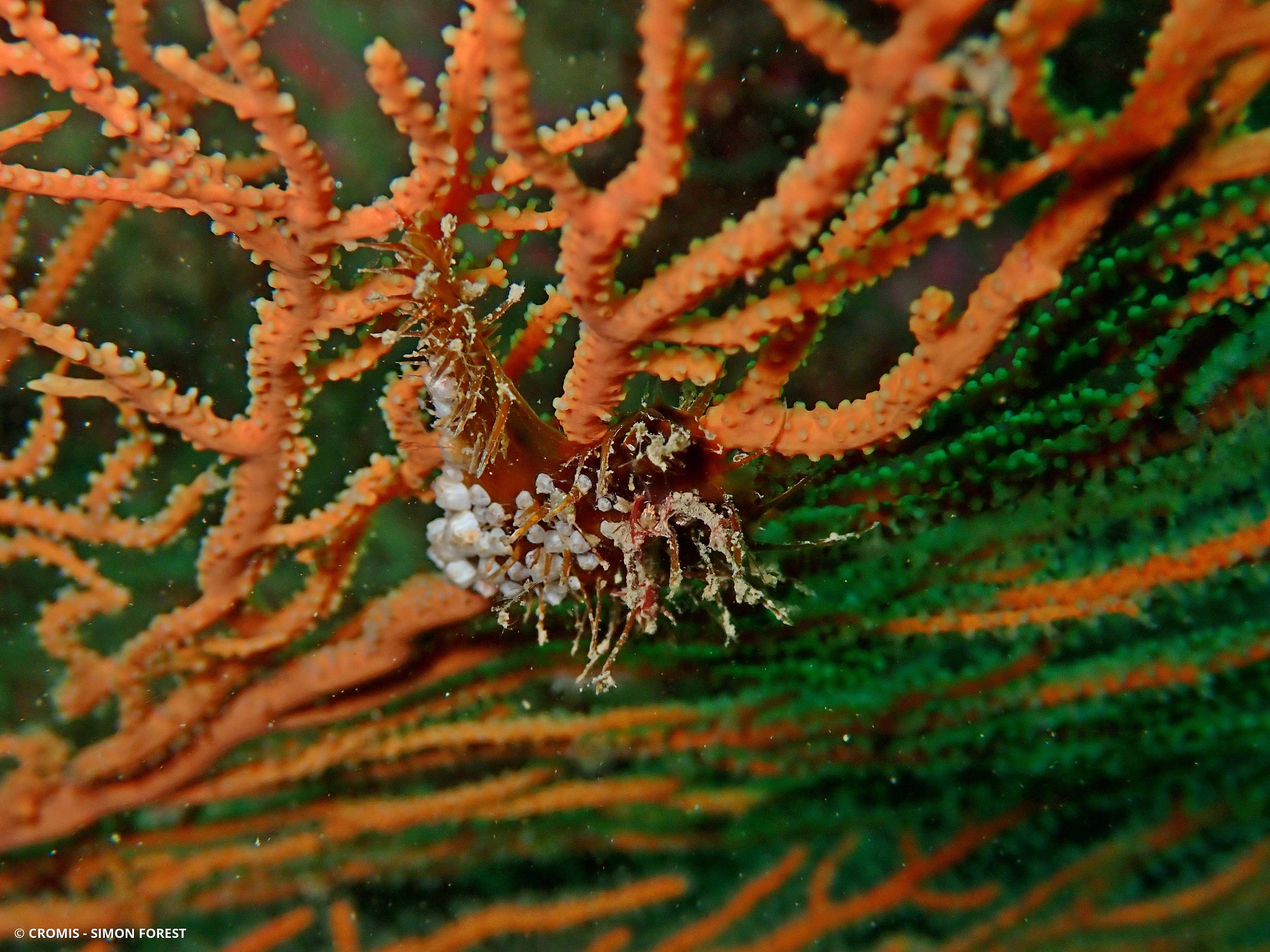 Avicule hirondelle