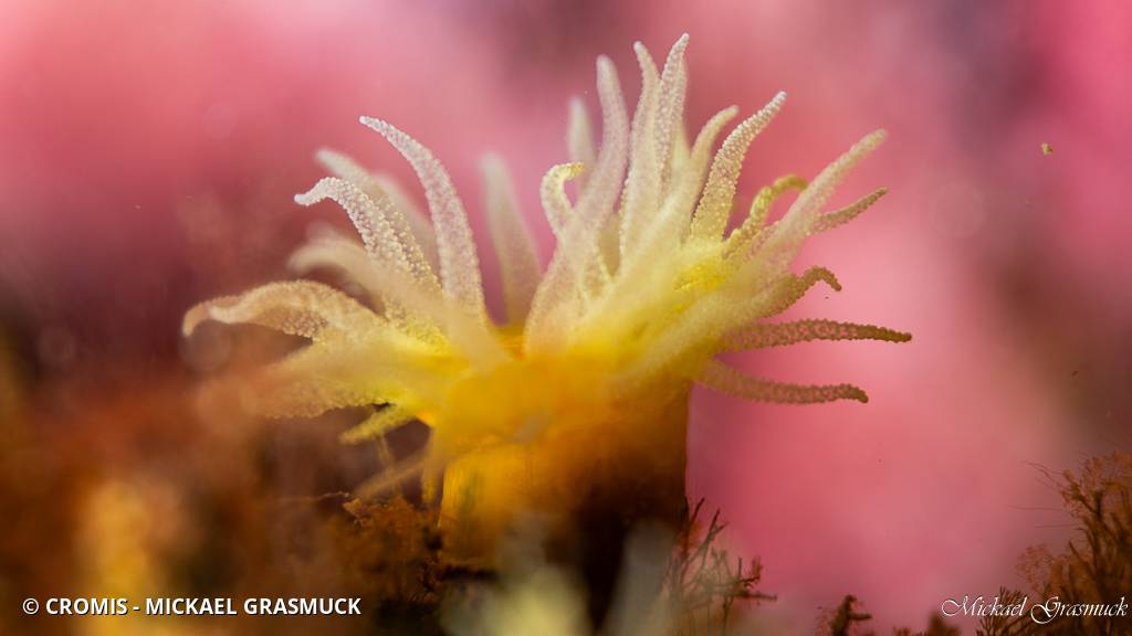 Corail jaune solitaire