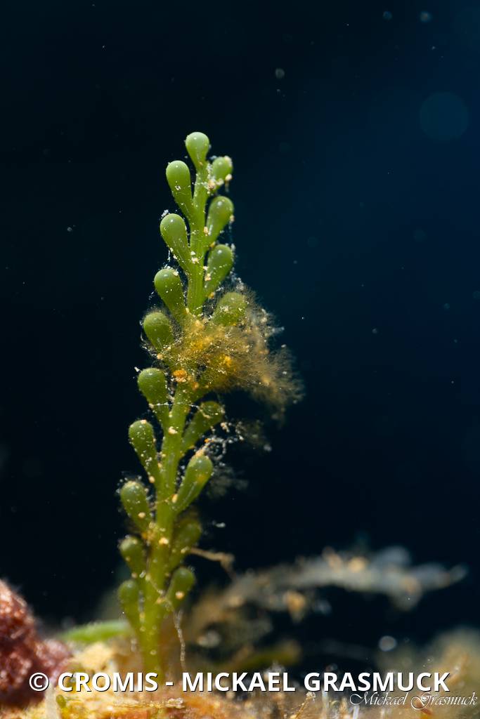 Caulerpe cylindracée