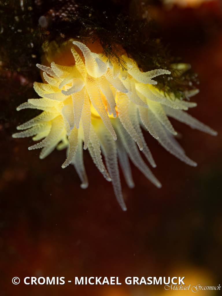 Corail jaune solitaire