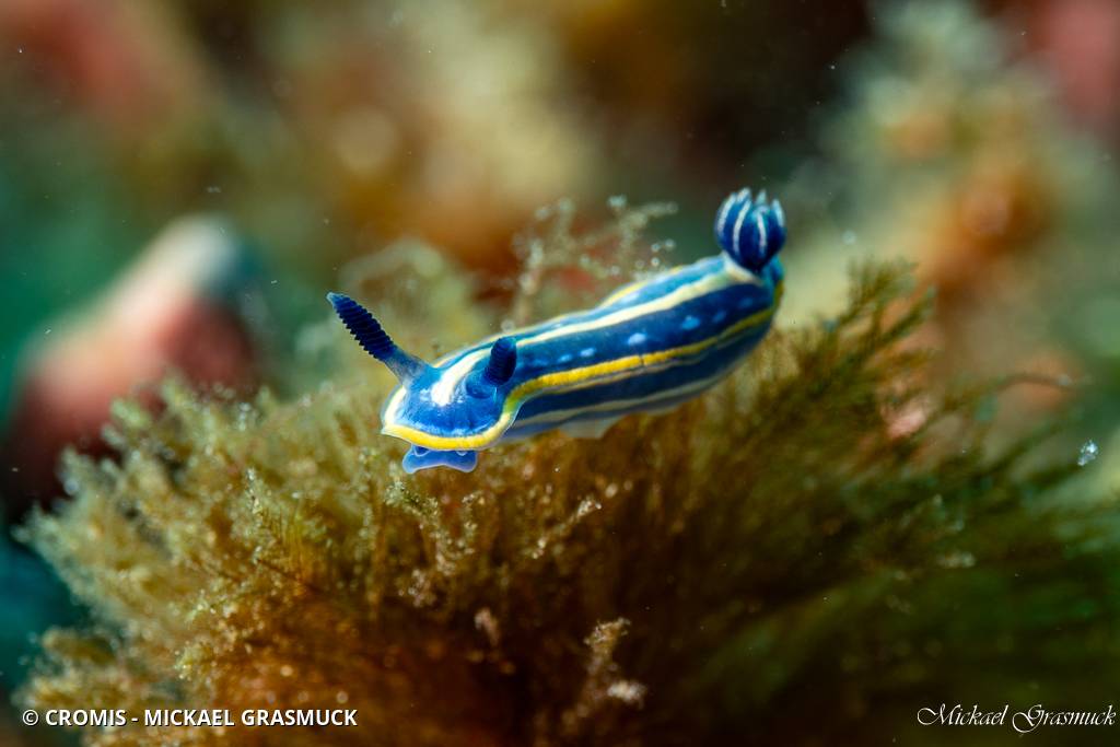 Doris tricolore