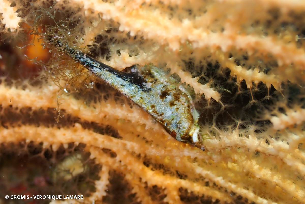 Avicule hirondelle