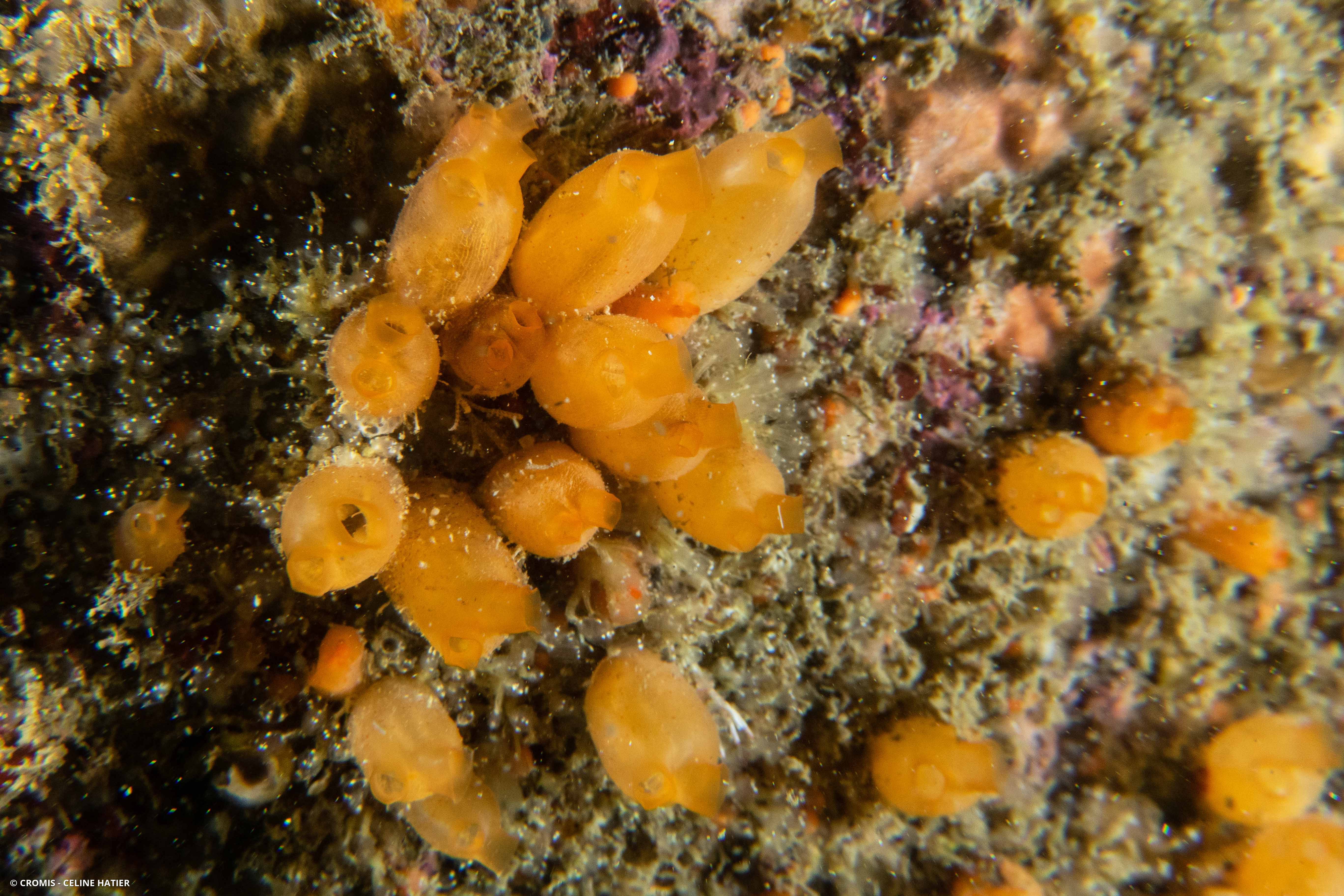 Mirabelle de mer