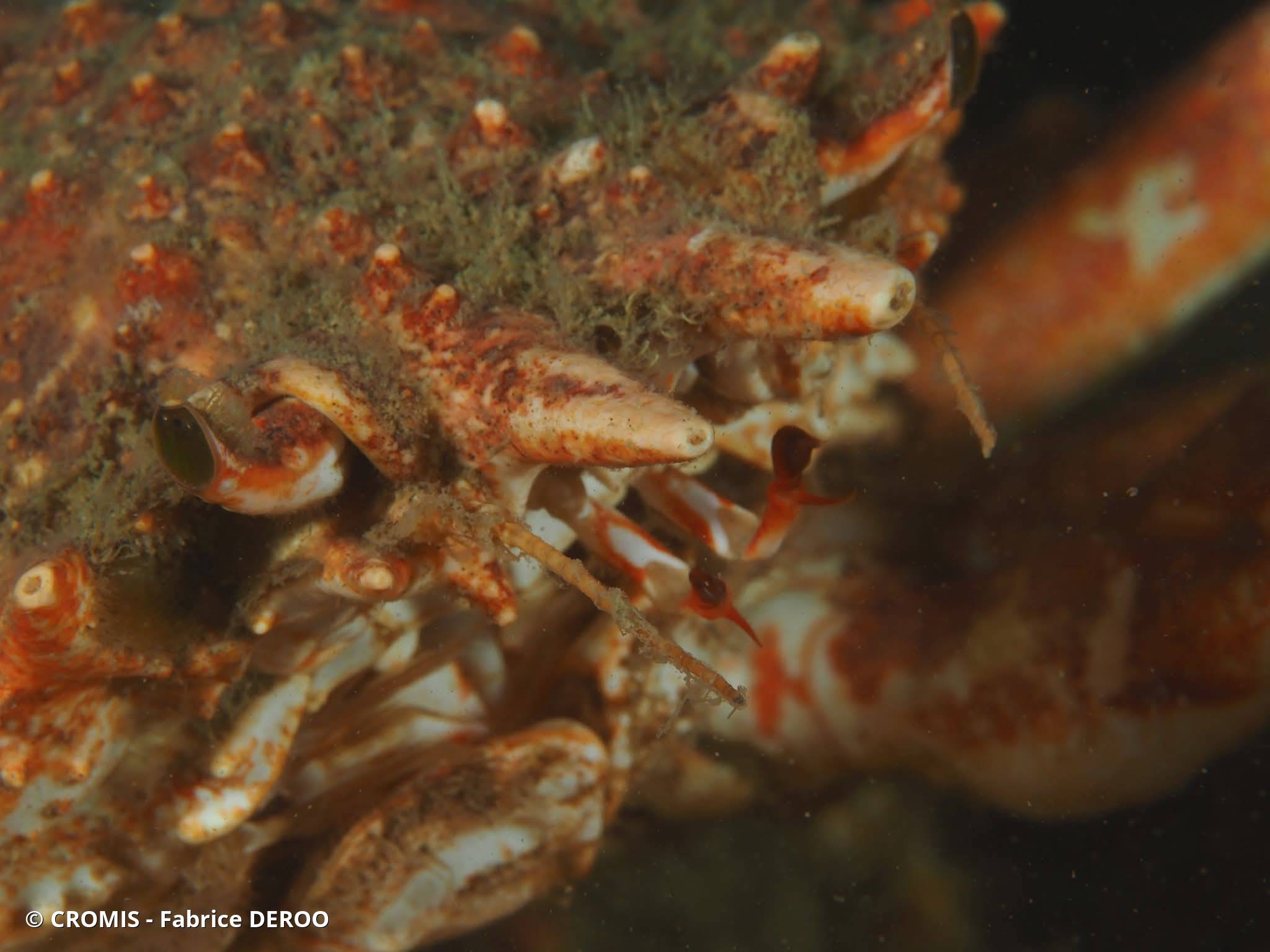 Araignée de mer Atlantique