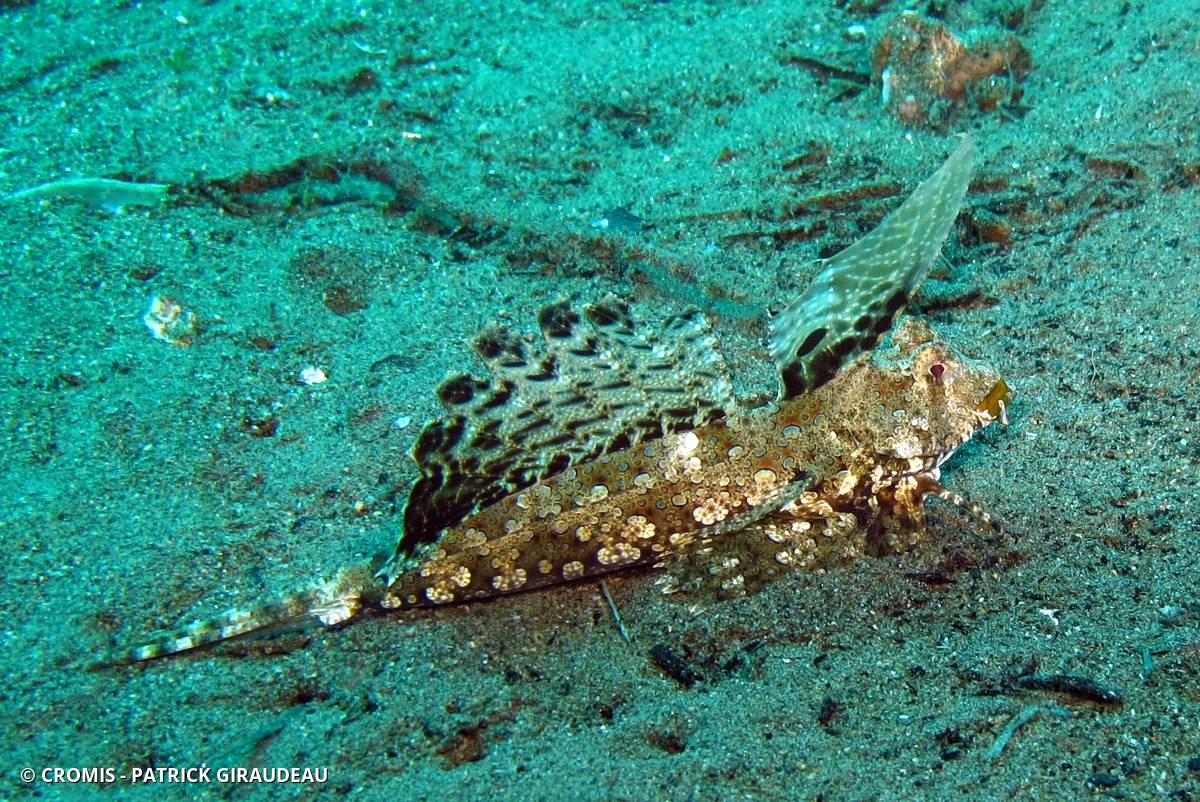 Dragonet dactylé