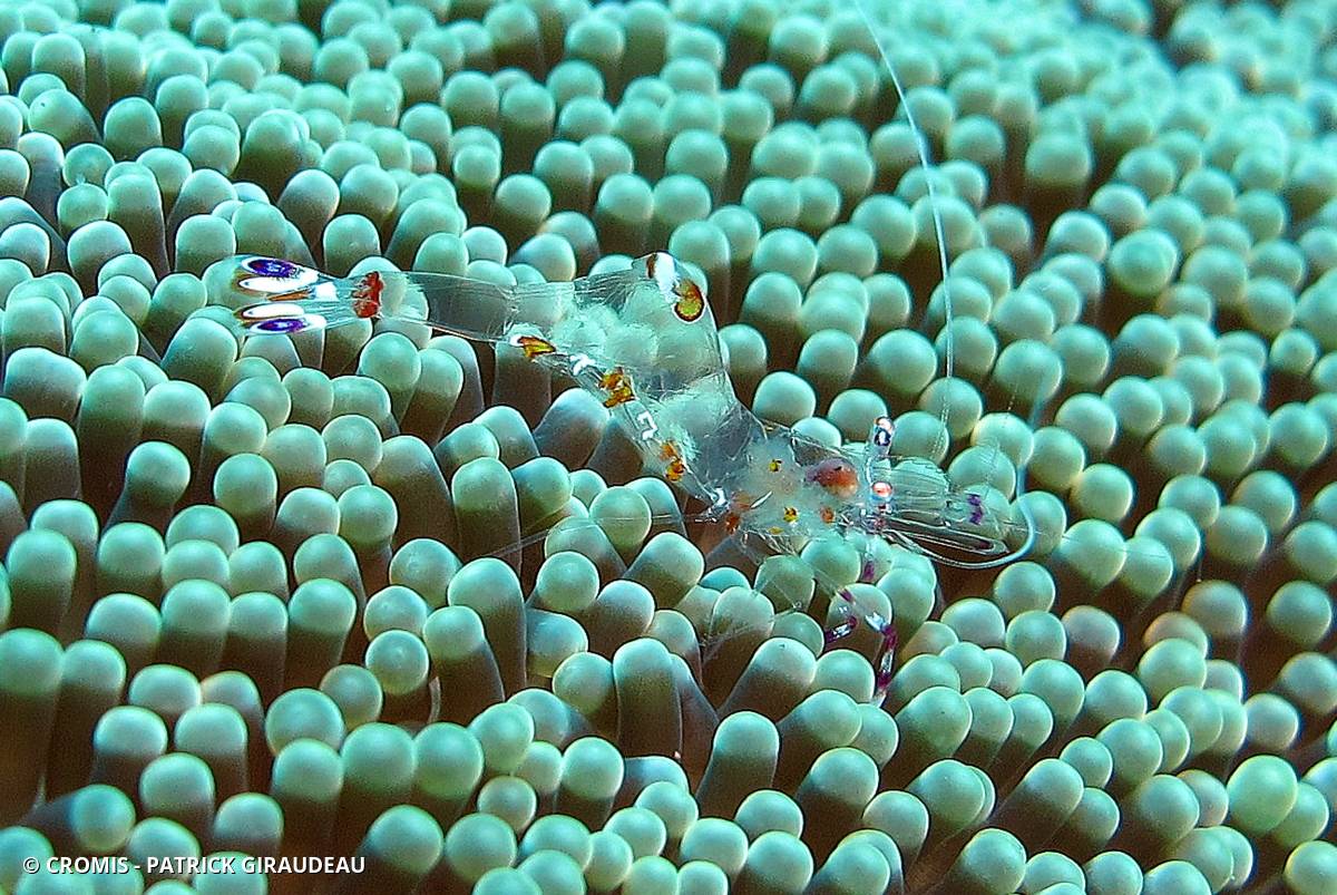 Crevette nettoyeuse de Holthuis