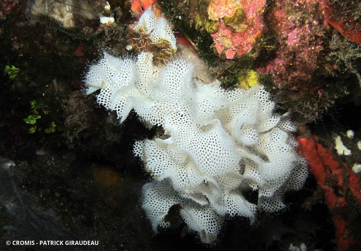 Dentelle de Neptune blanche d'Indo-Pacifique