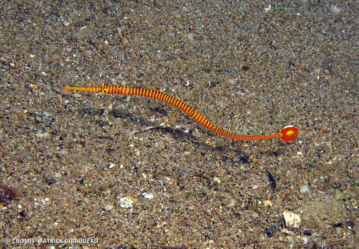 Syngnathe annelé