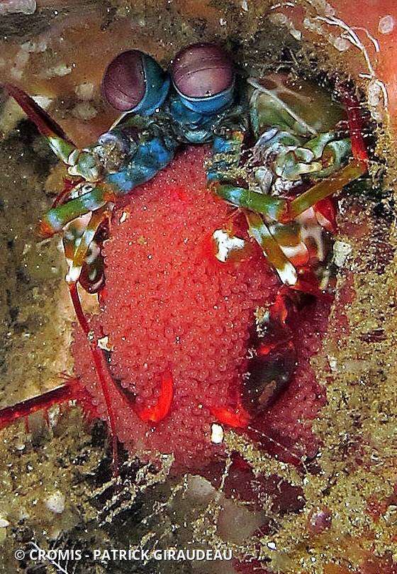 Mante de mer paon