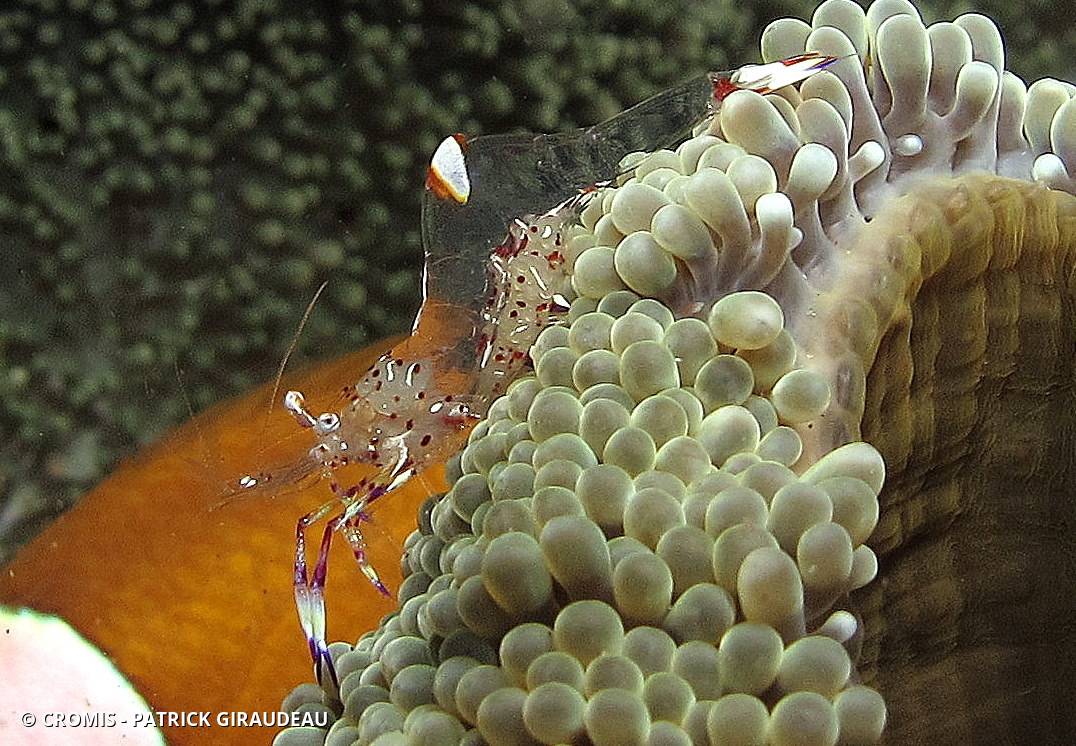 Crevette nettoyeuse de Holthuis