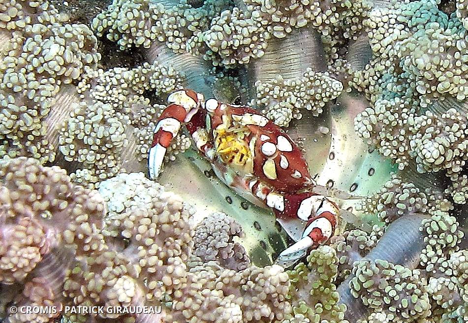 Crabe arlequin