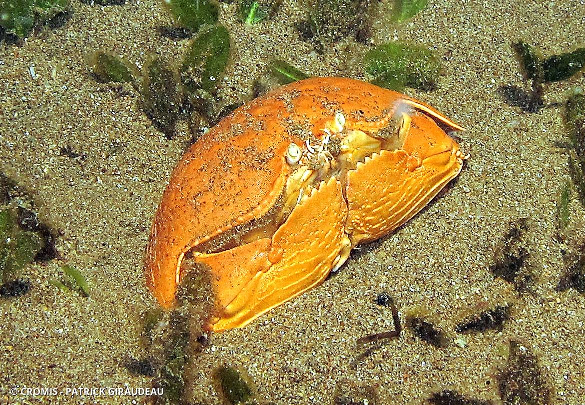 Crabe honteux géant