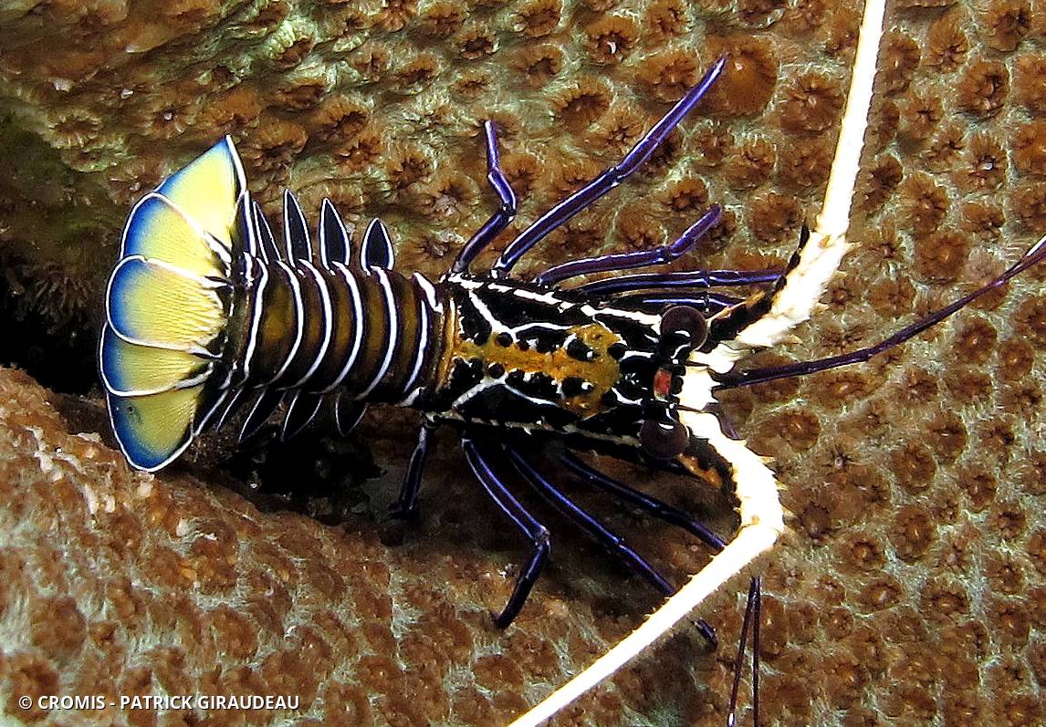 Langouste peinte
