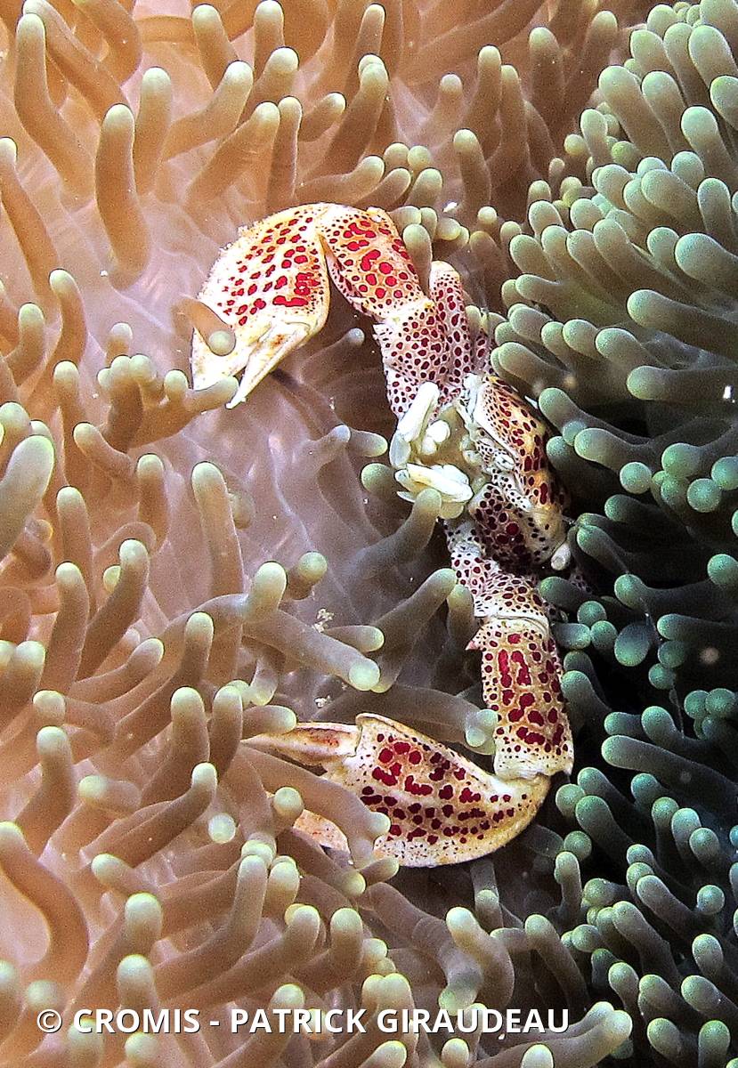 Crabe porcelaine